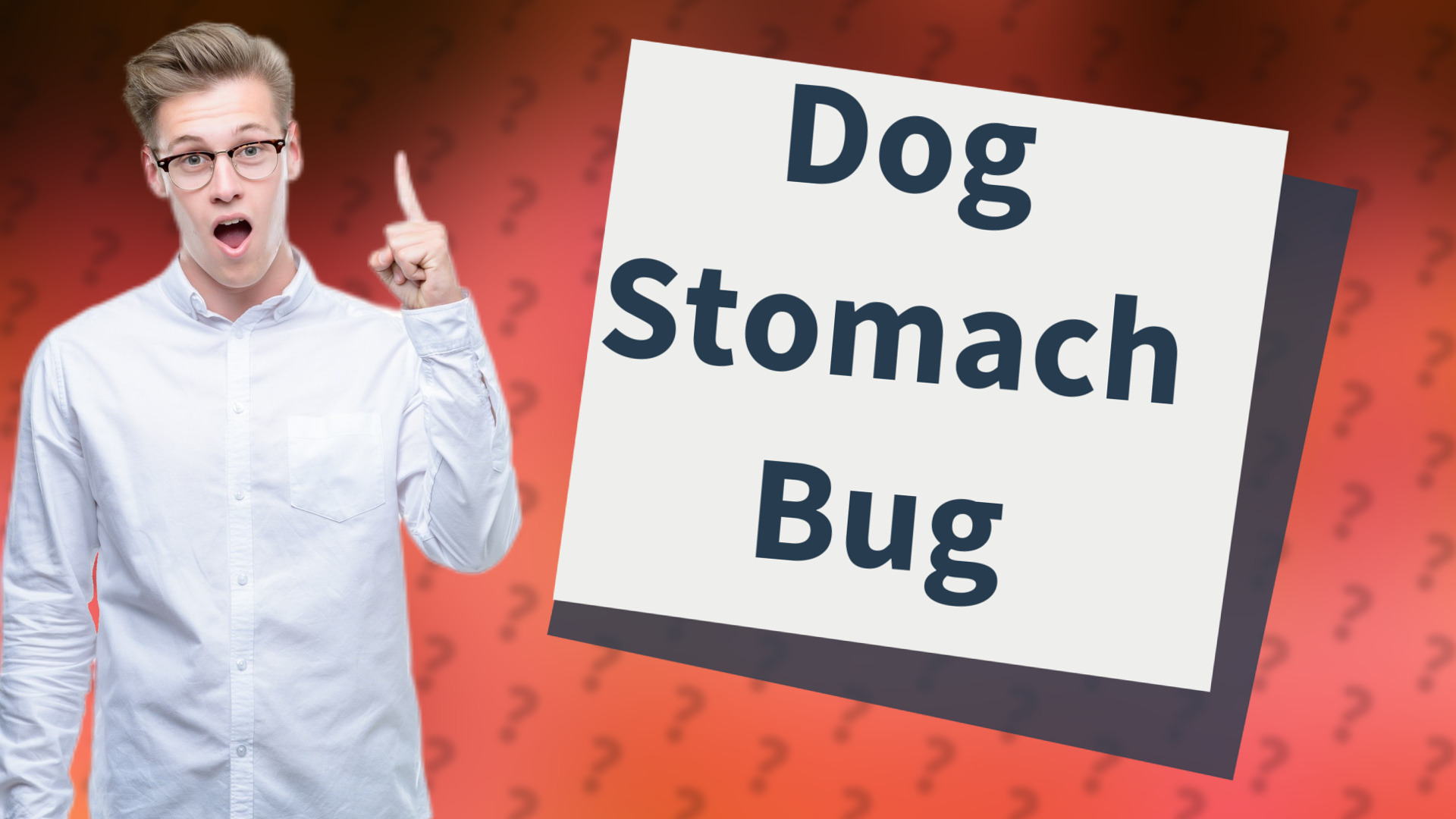 Dog Stomach Bug