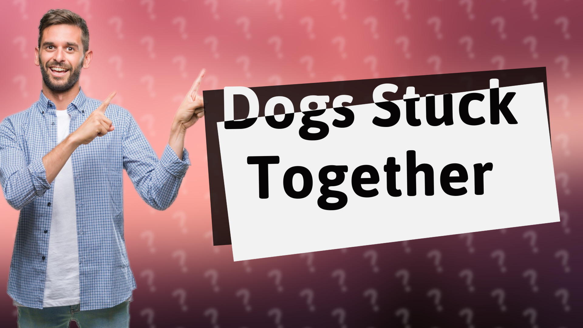 Dogs Stuck Together