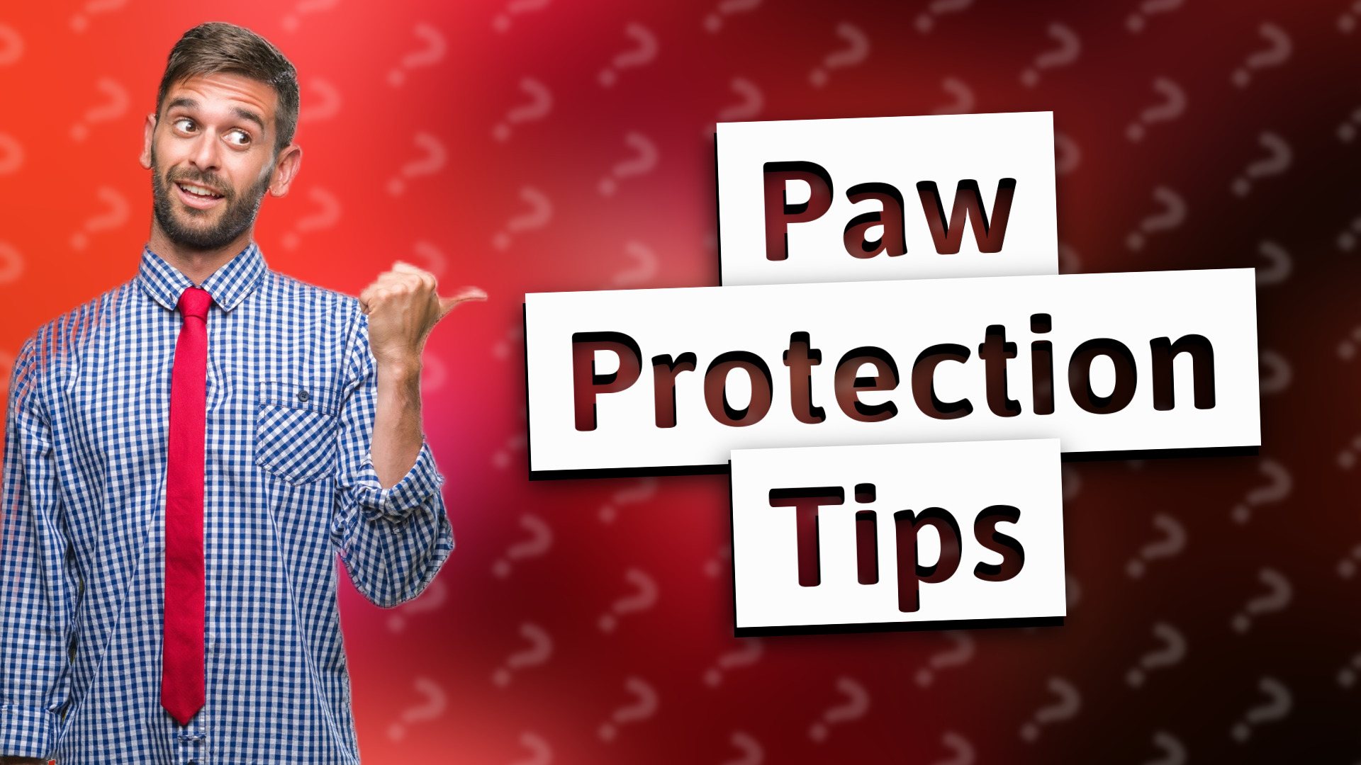 Paw Protection Tips