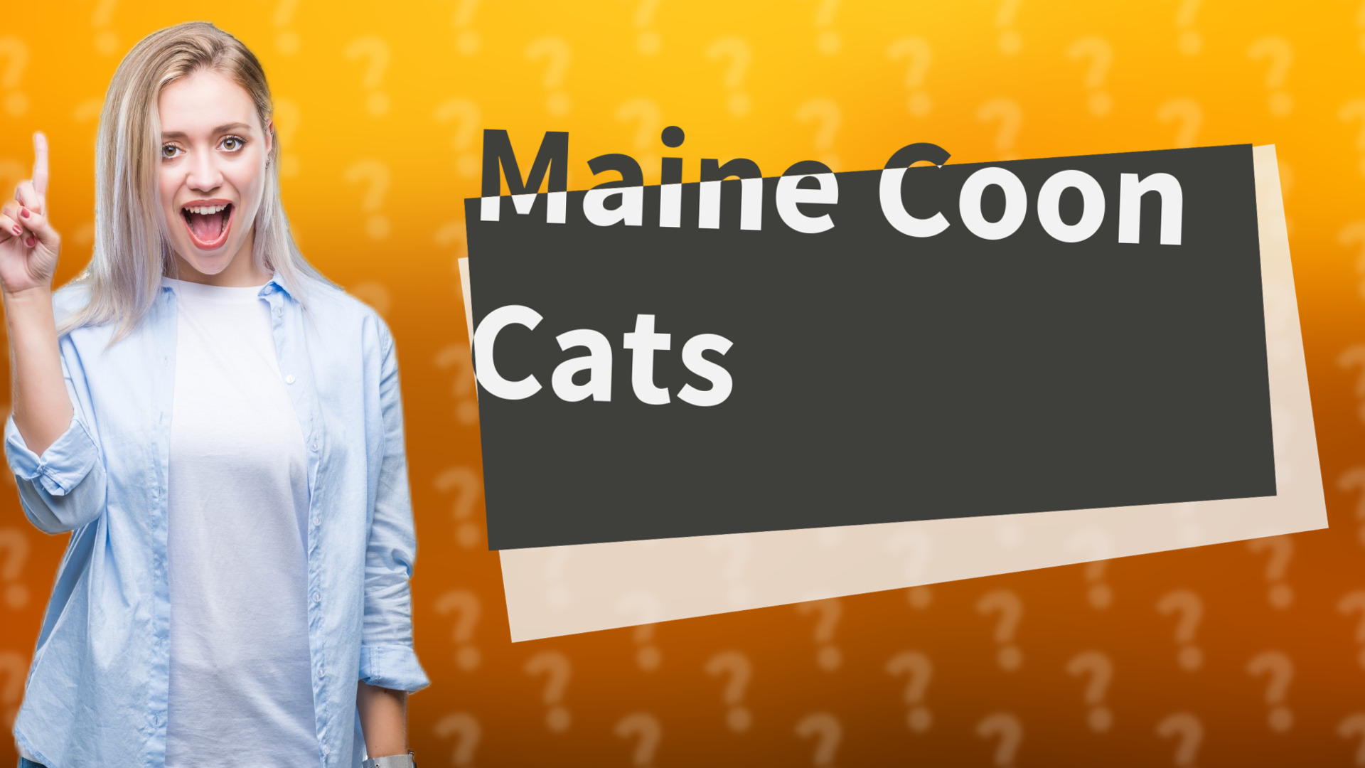 Maine Coon Cats