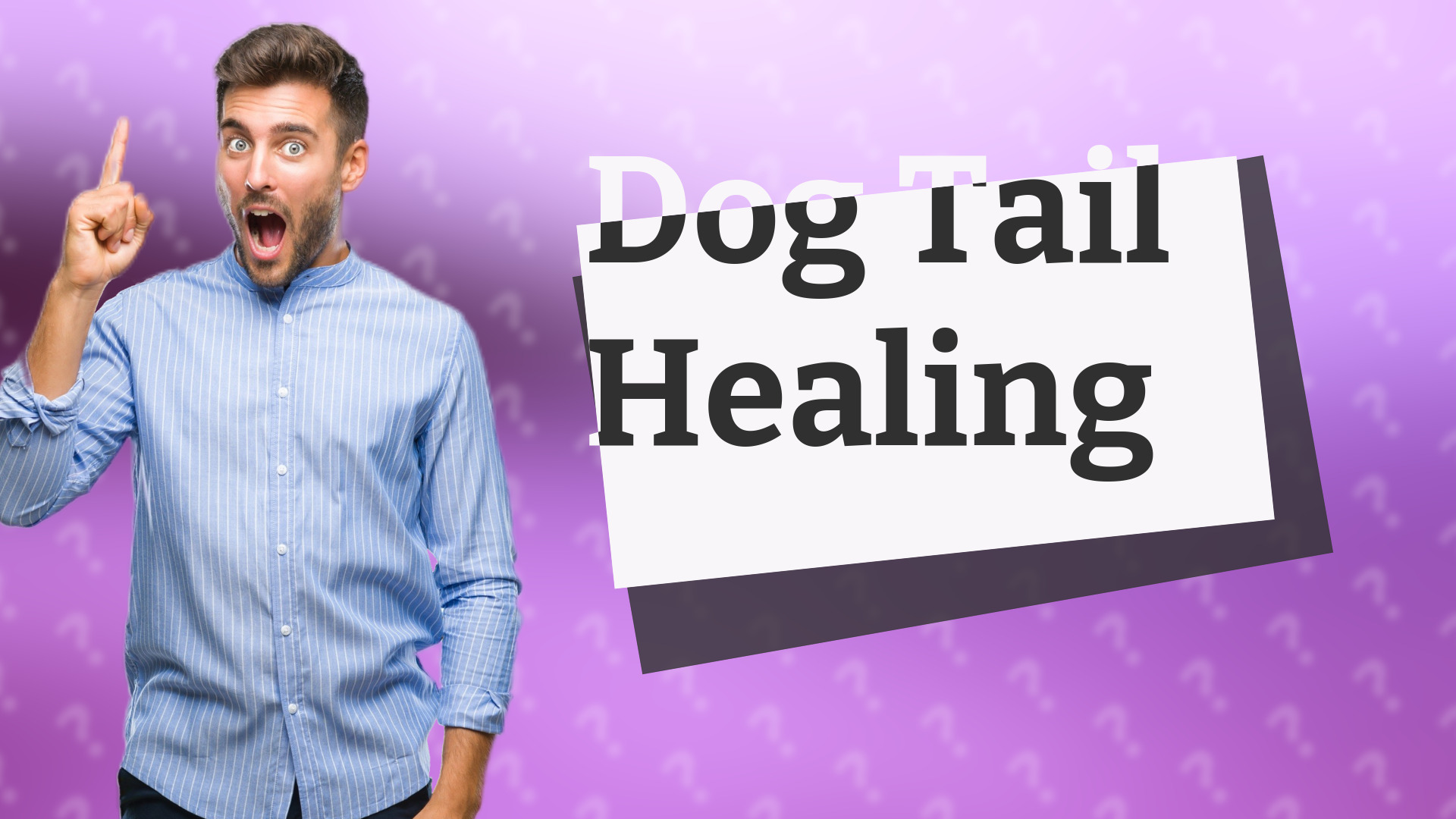 Dog Tail Healing
