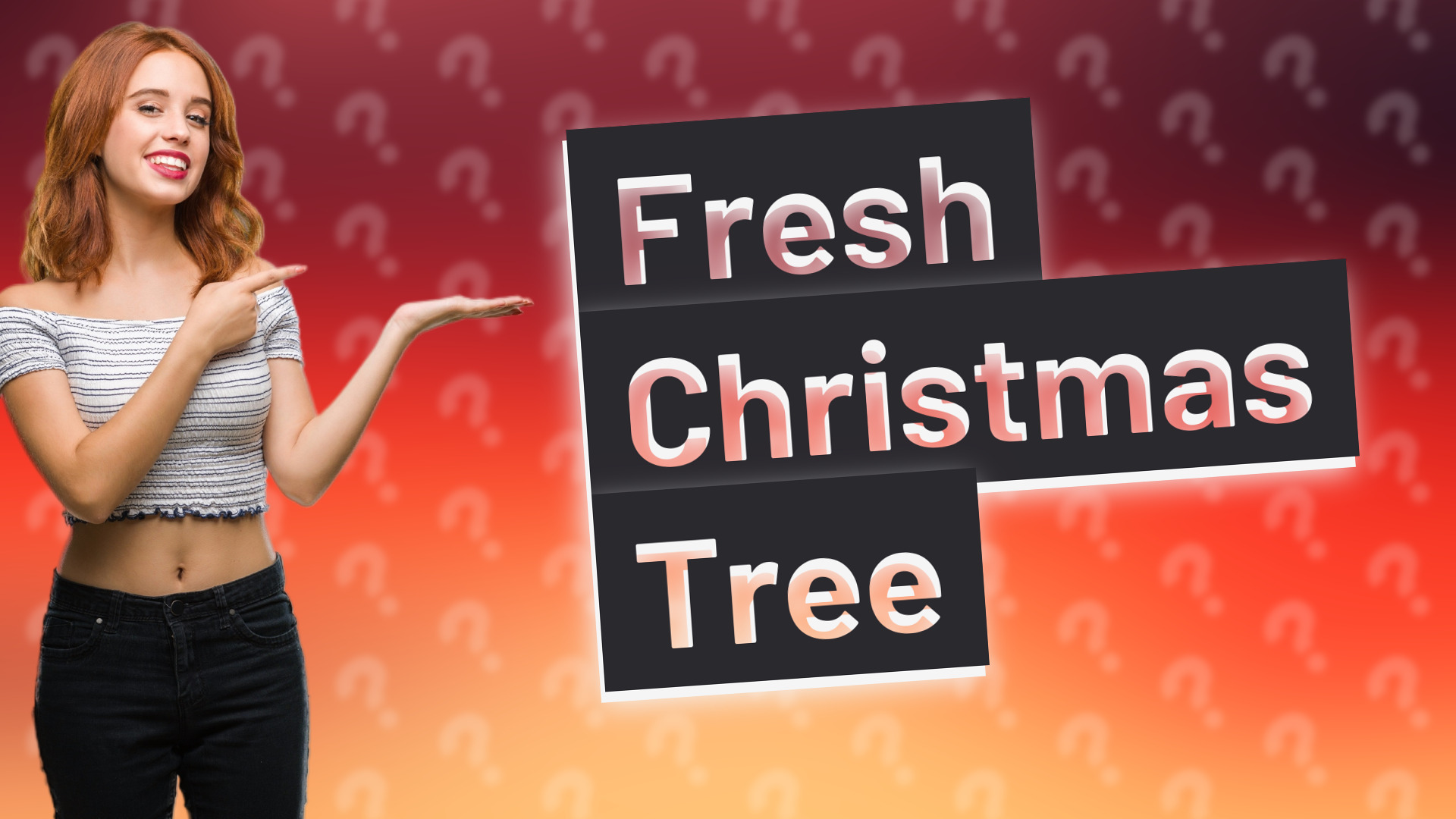 Fresh Christmas Tree