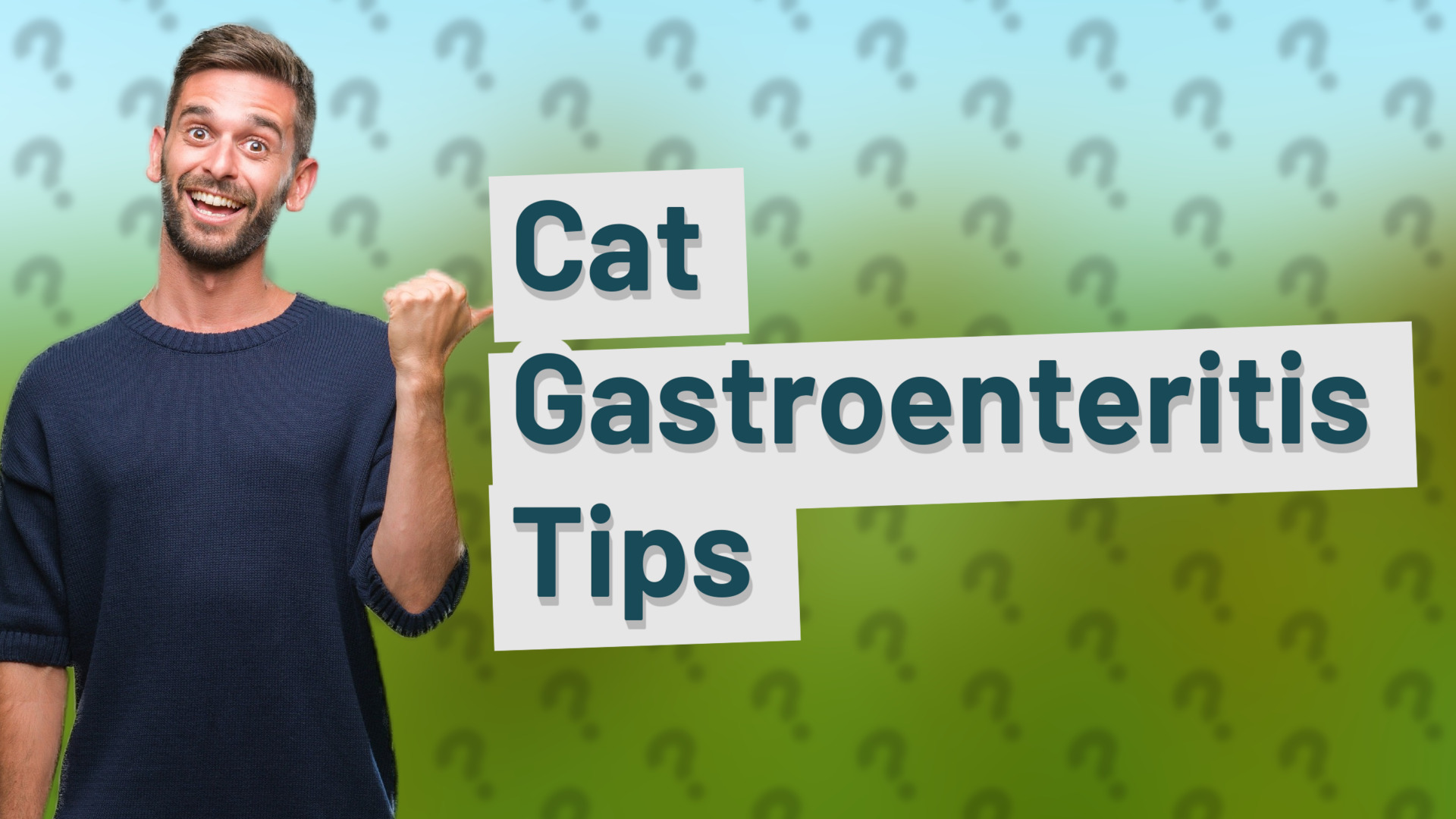 Cat Gastroenteritis Tips