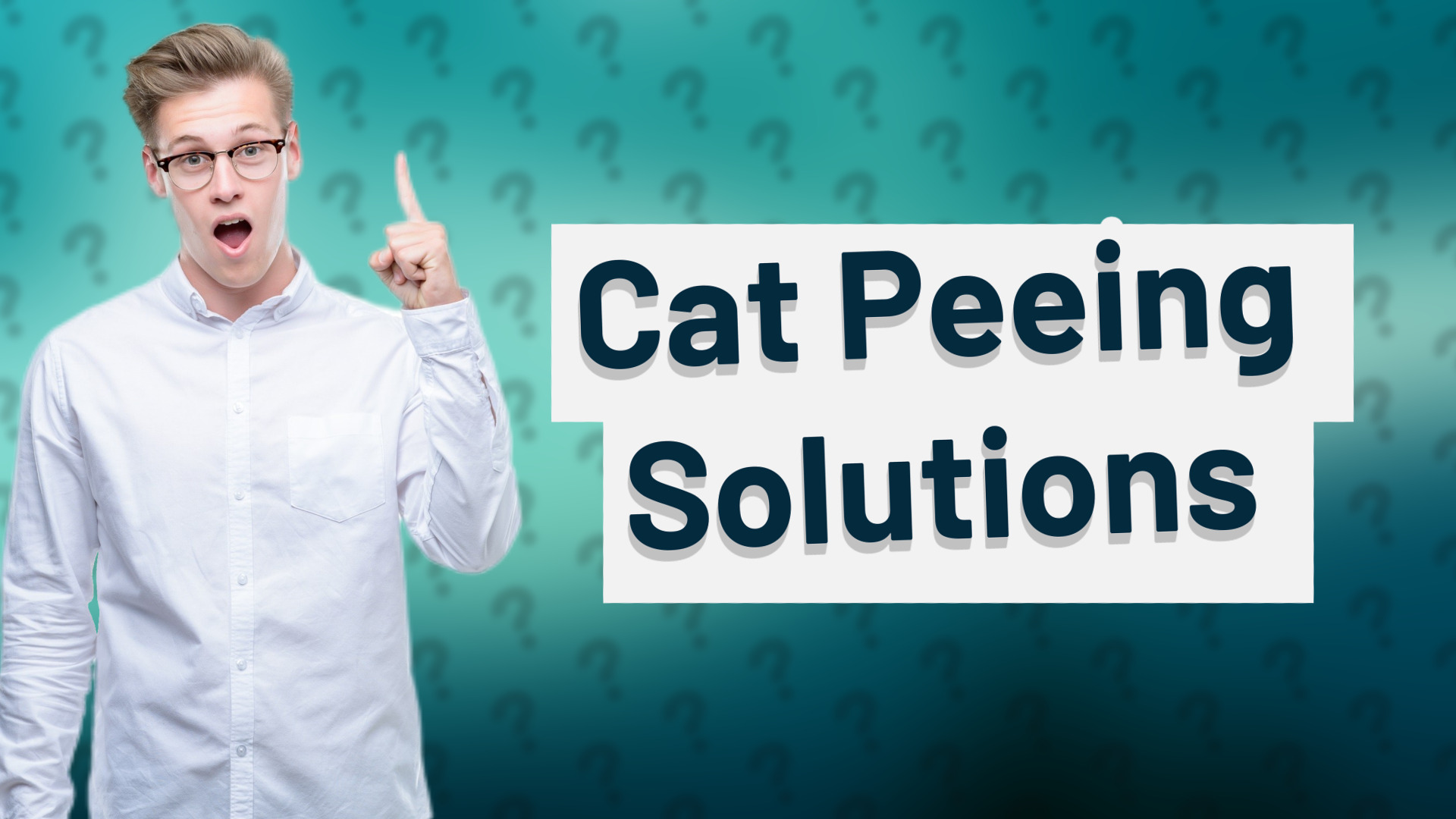 Cat Peeing Solutions