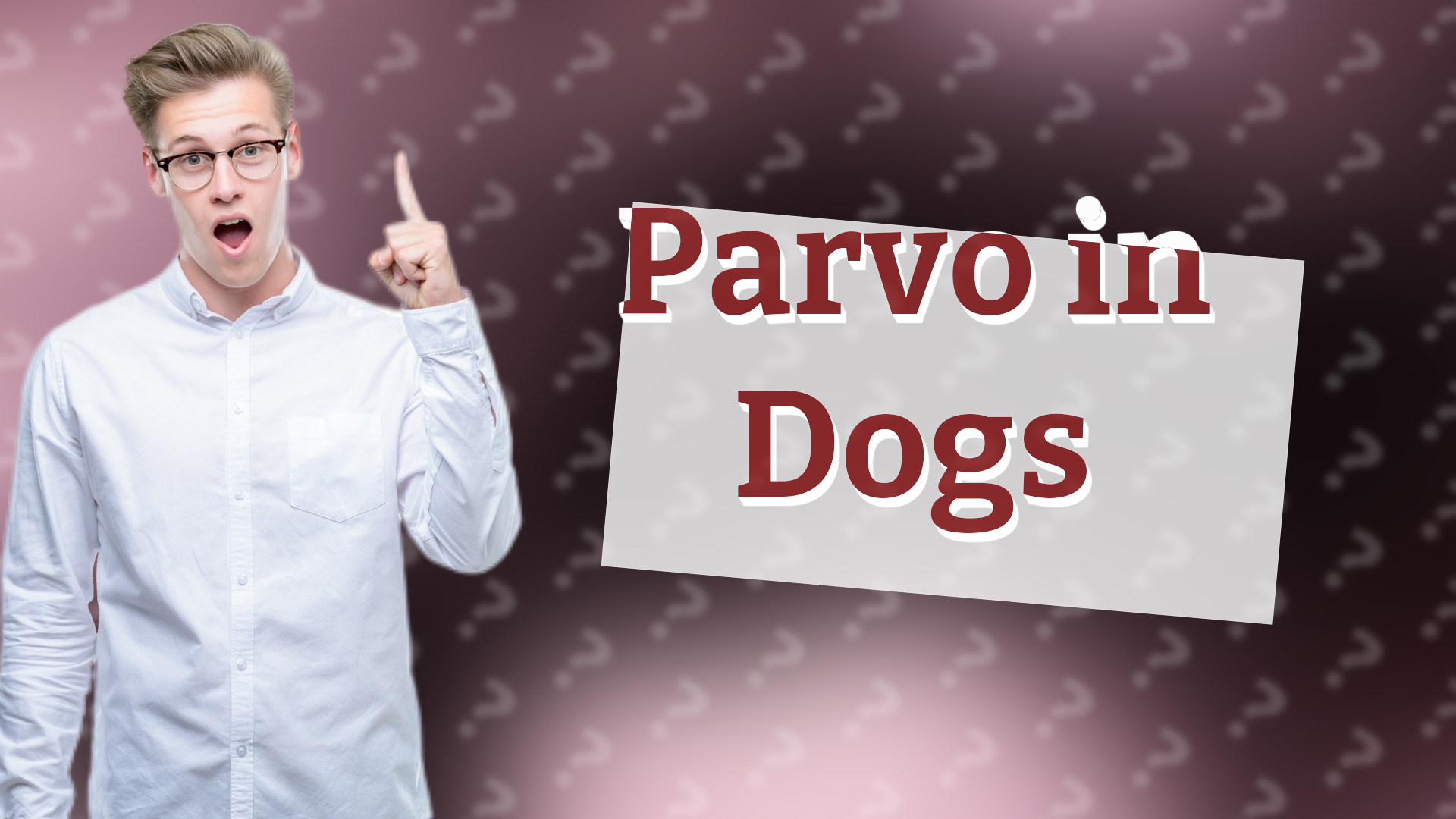 Parvo in Dogs
