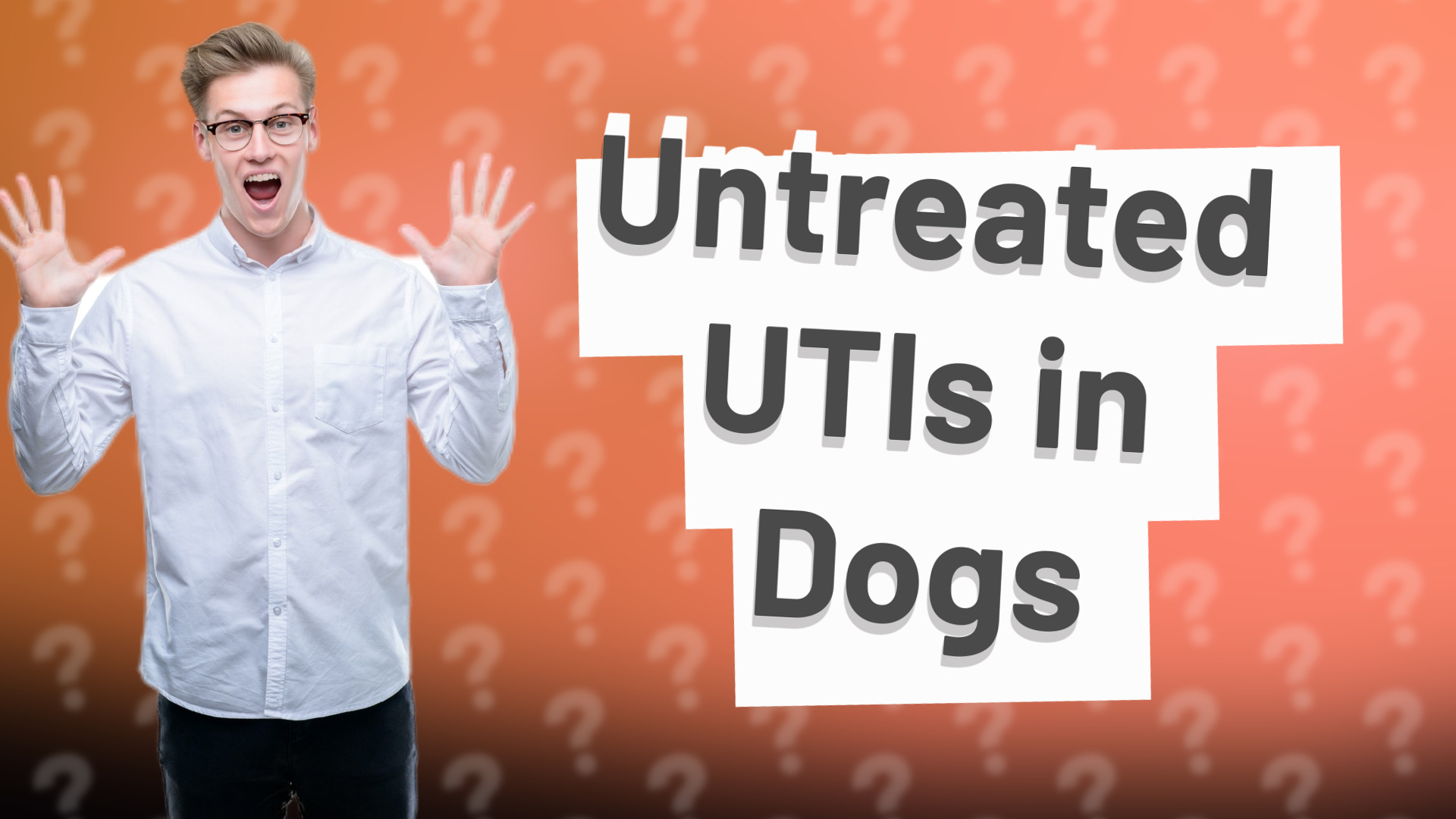 Untreated UTIs in Dogs