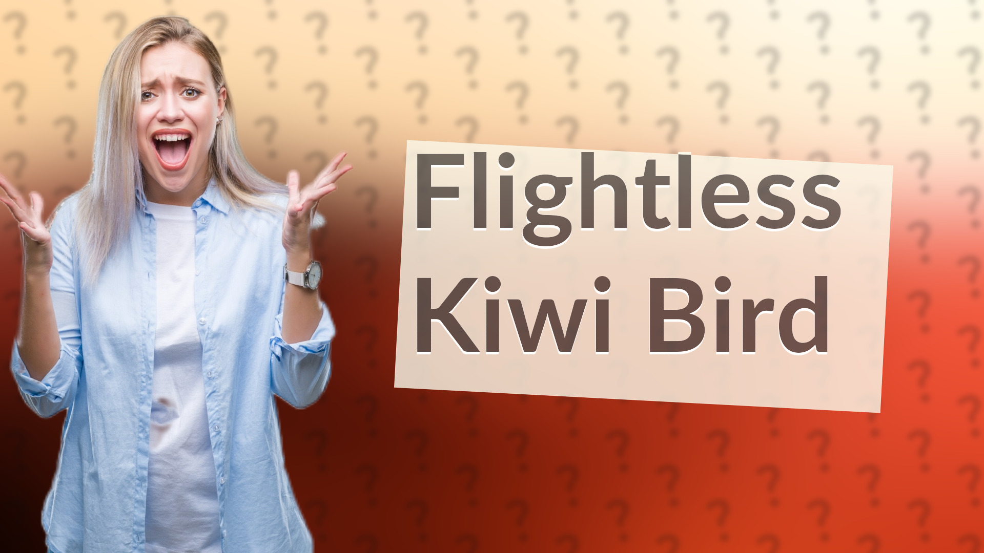 Flightless Kiwi Bird
