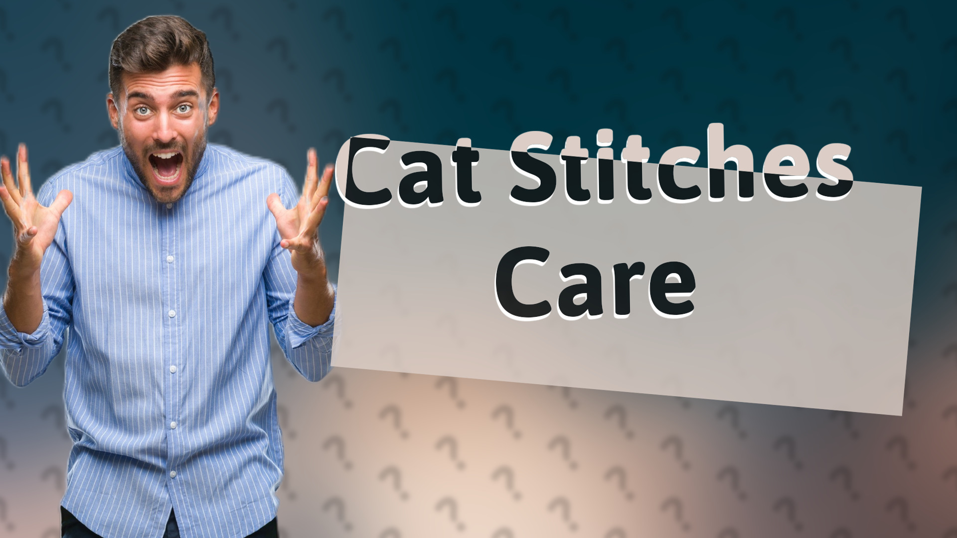 Cat Stitches Care