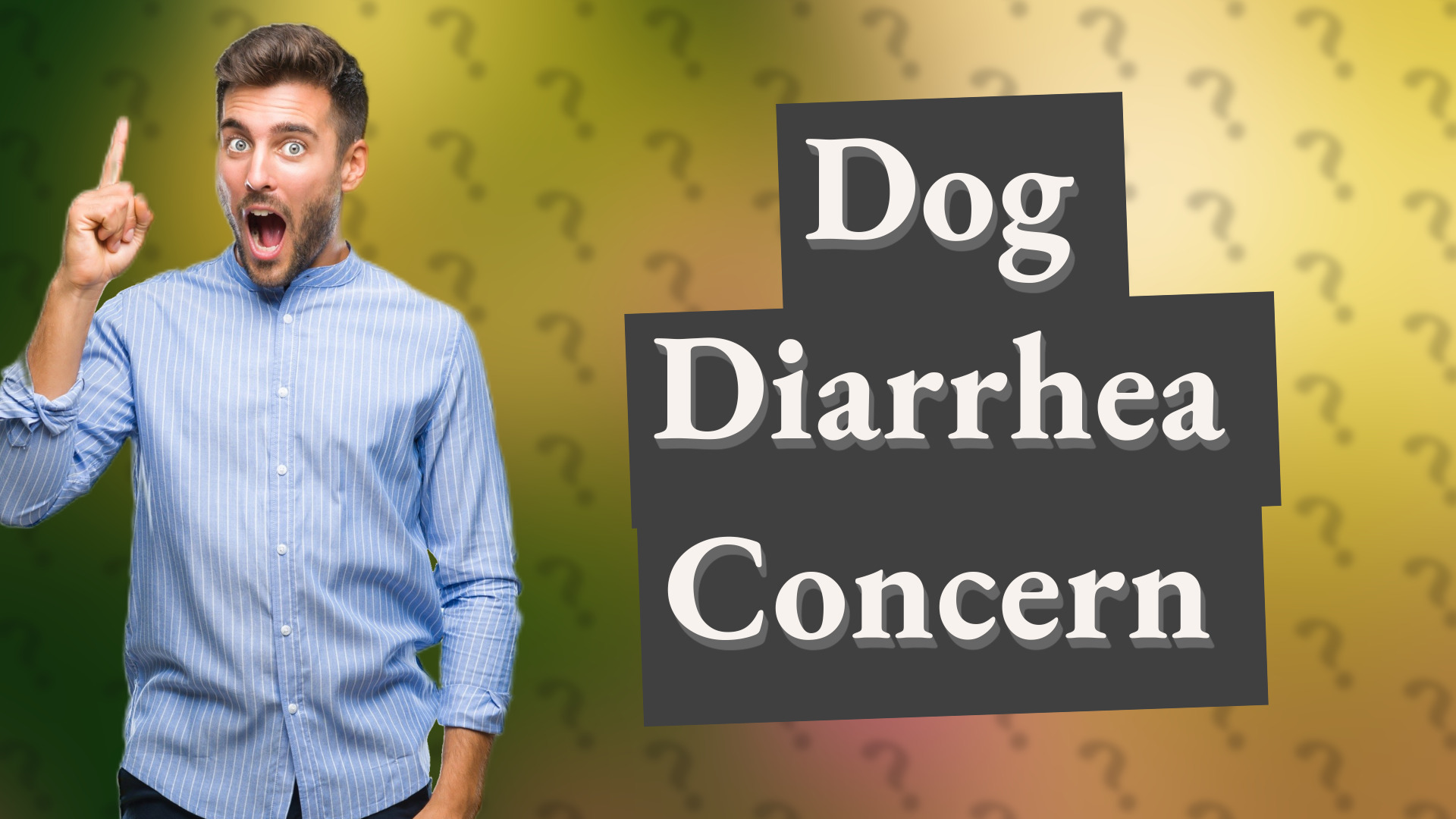 Dog Diarrhea Concern