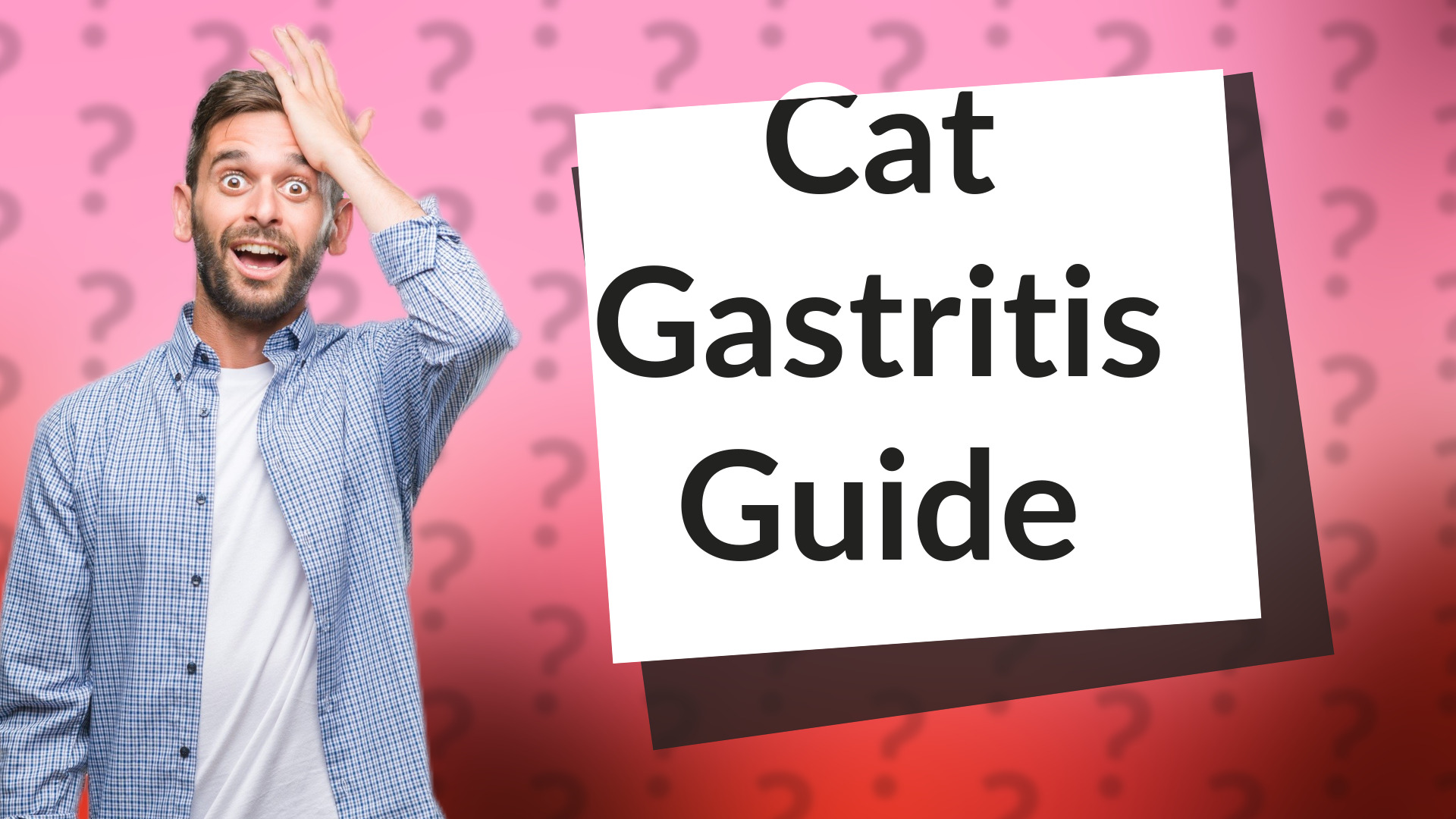 Cat Gastritis Guide