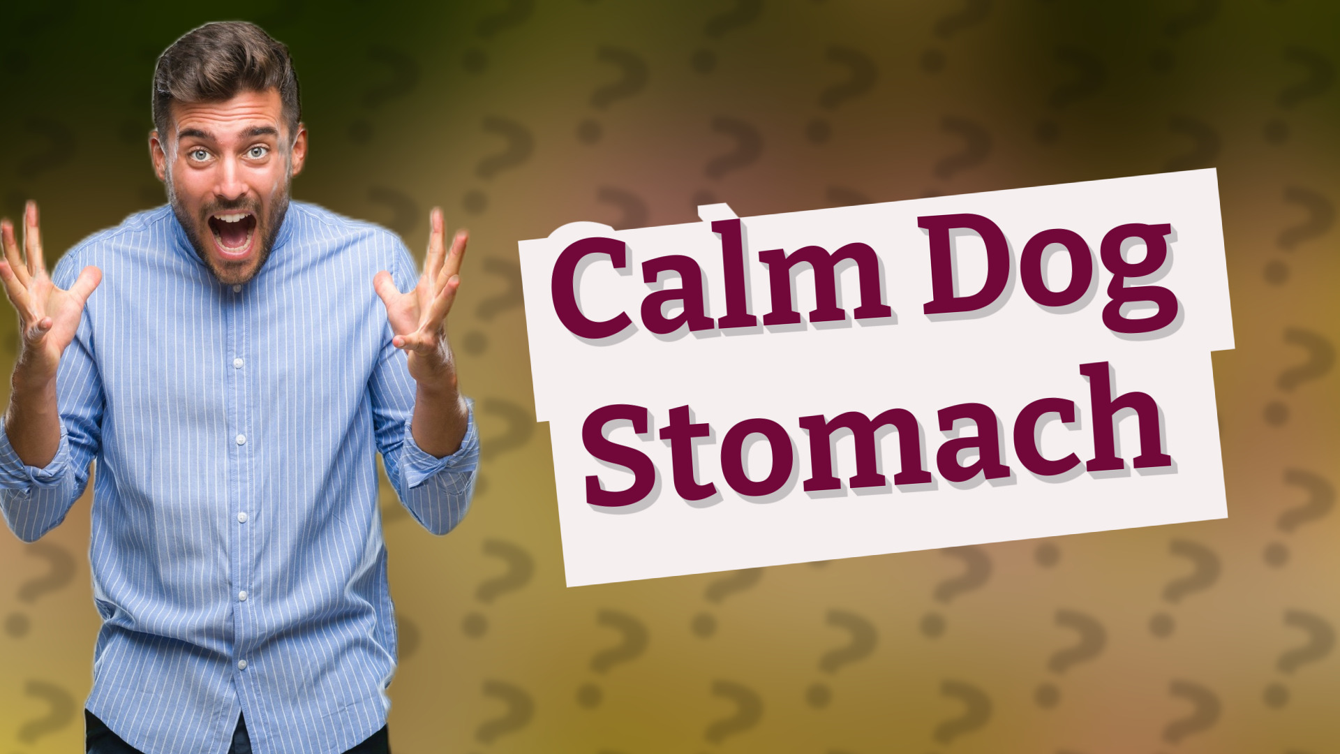 Calm Dog Stomach