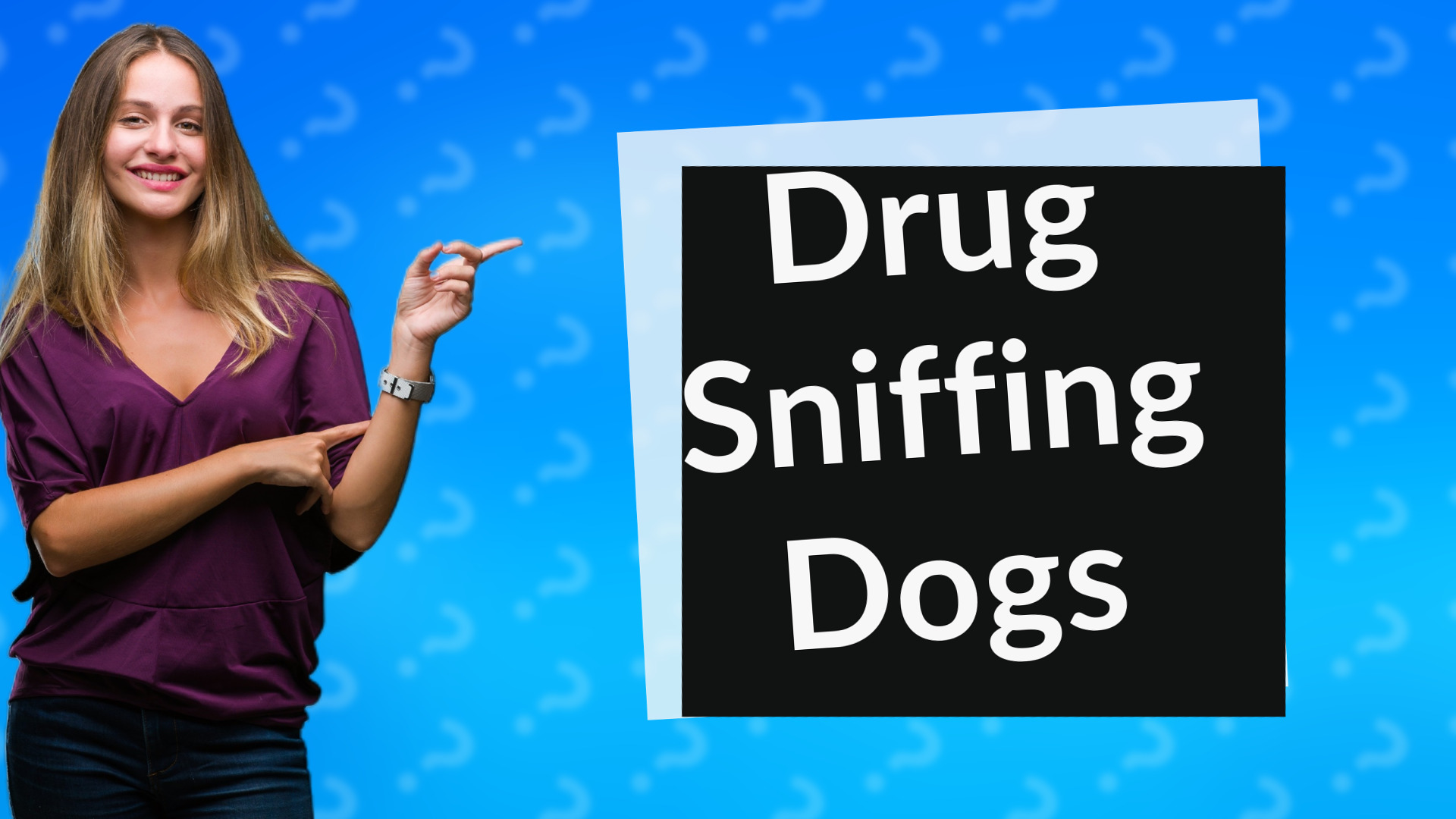 Drug Sniffing Dogs