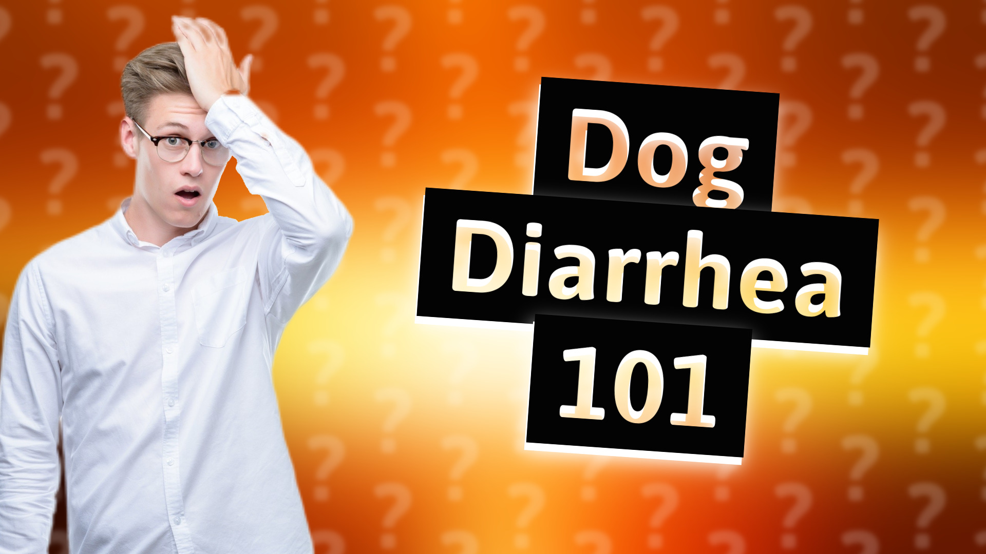 Dog Diarrhea 101