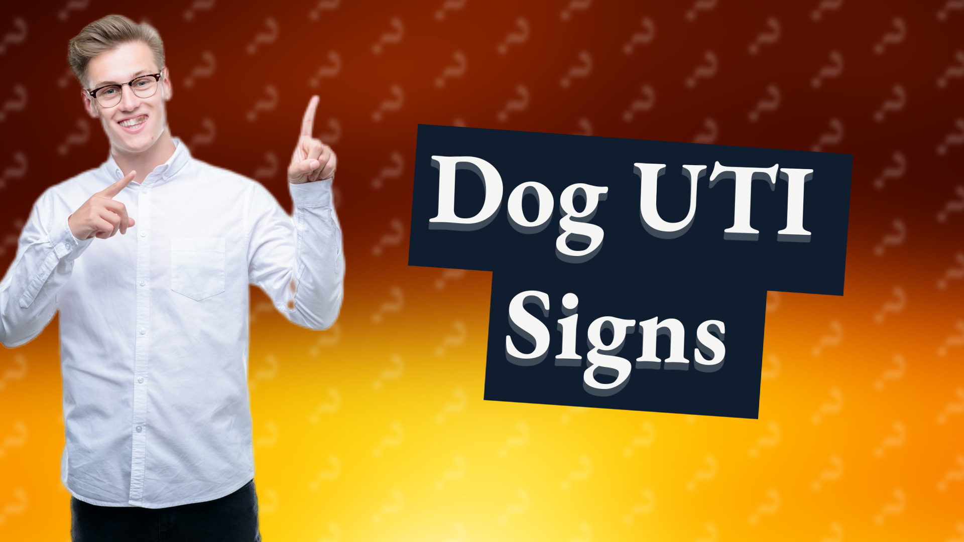 Dog UTI Signs