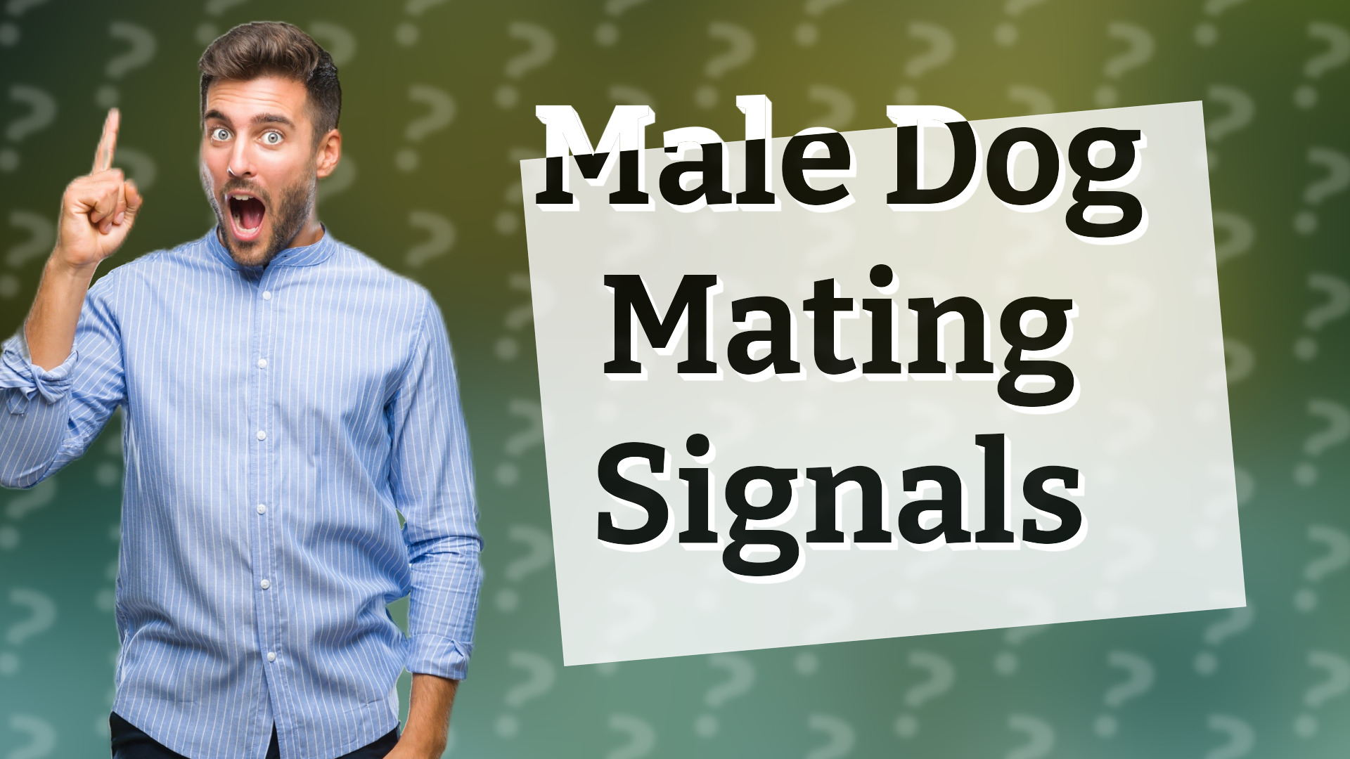 Male Dog Mating Signals