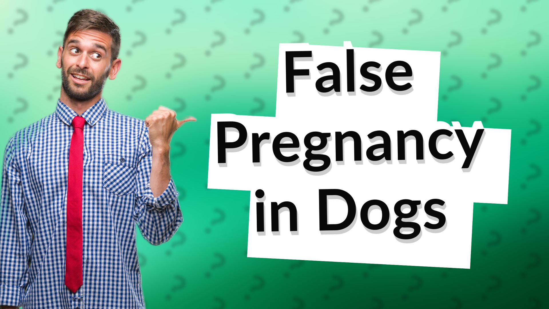 False Pregnancy in Dogs
