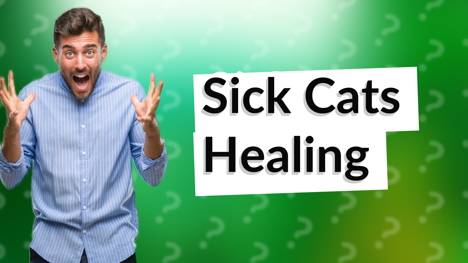 Sick Cats Healing
