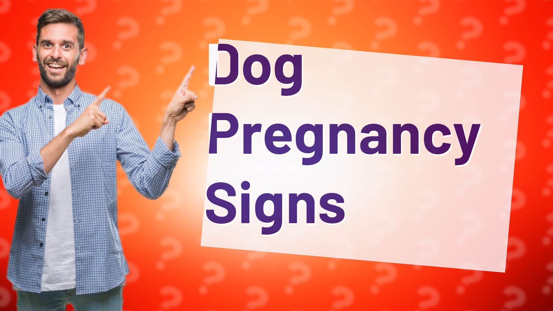 Dog Pregnancy Signs