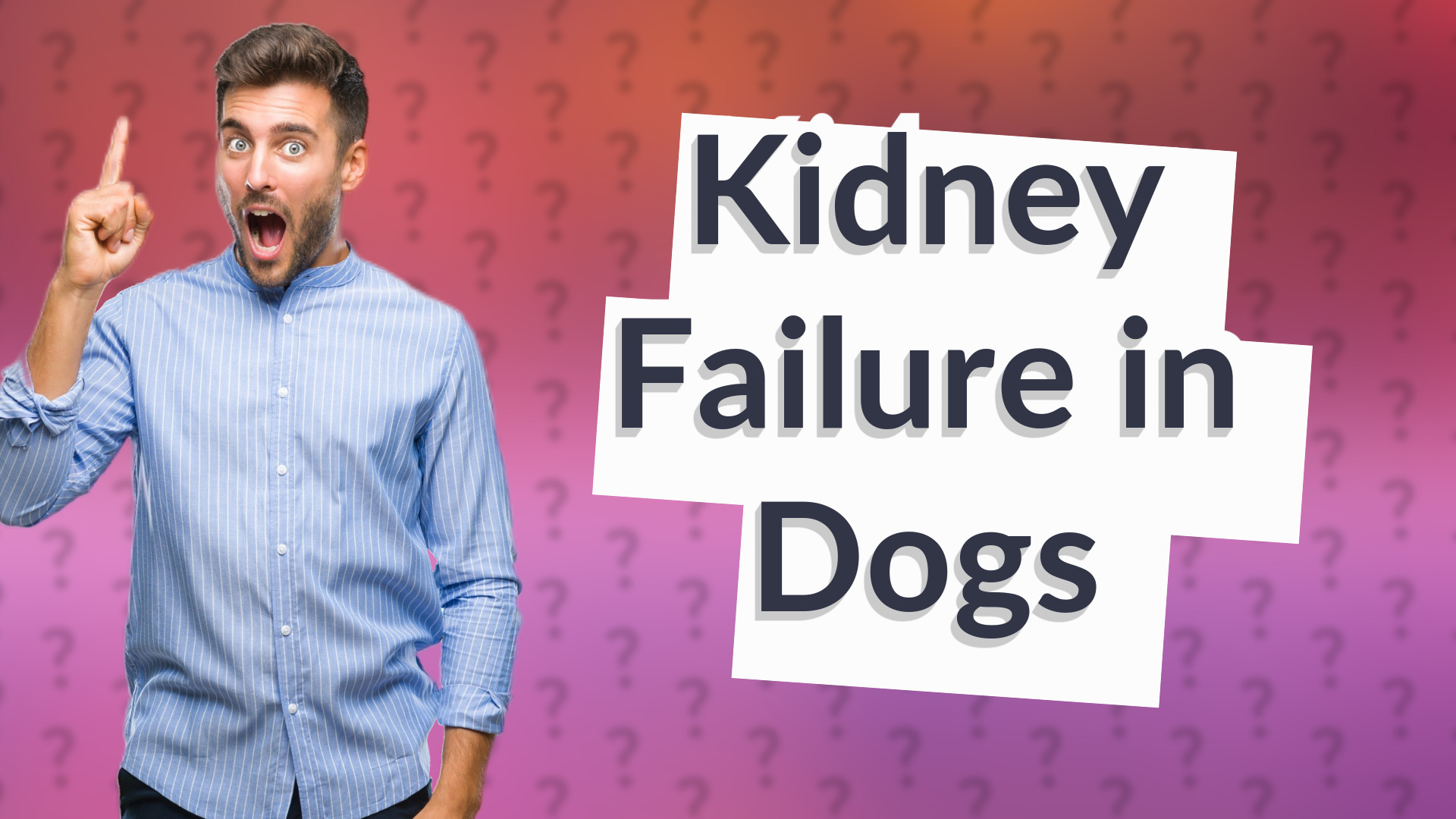 Kidney Failure in Dogs