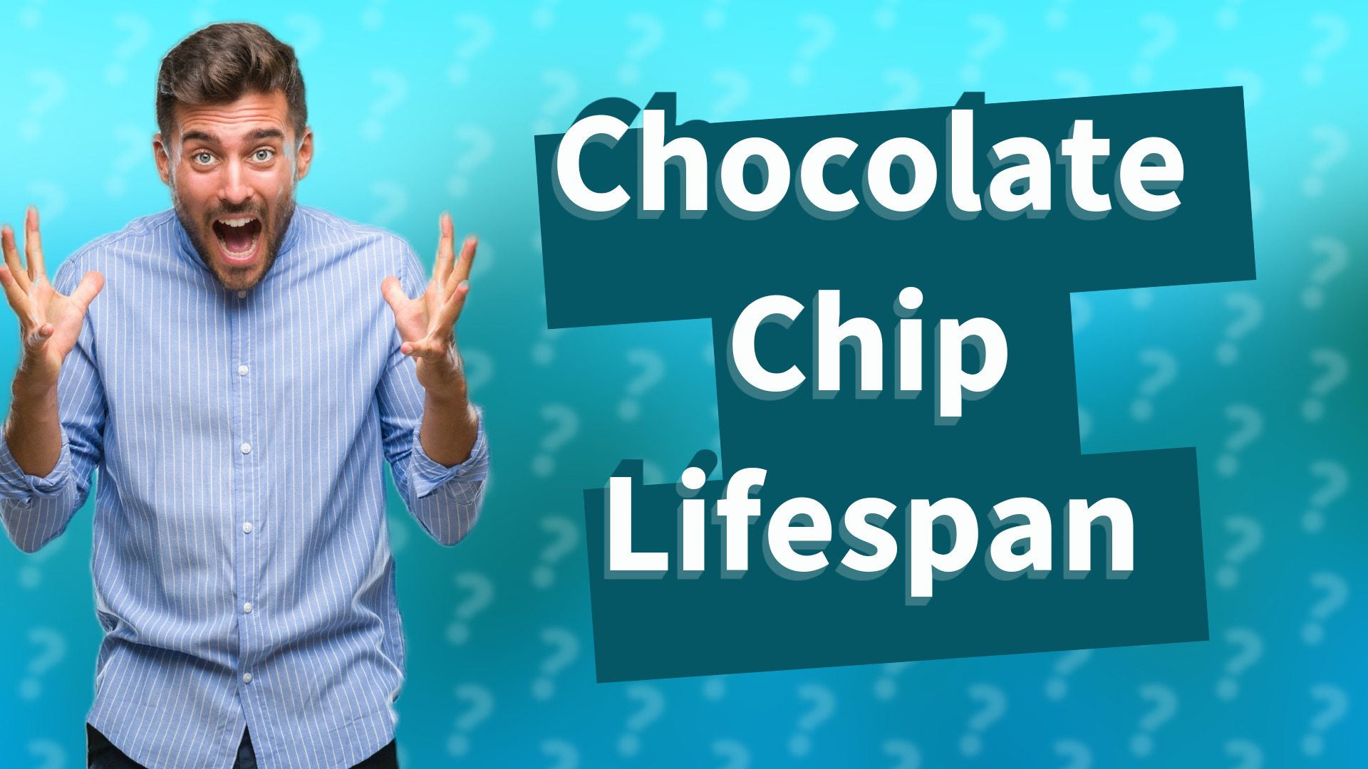 Chocolate Chip Lifespan