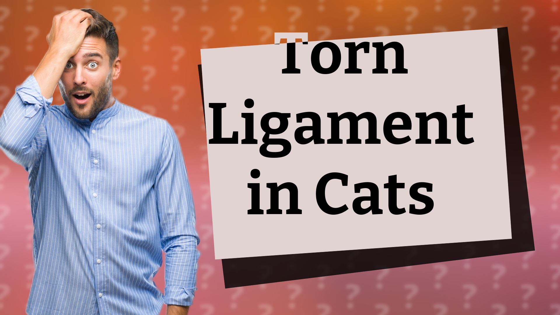 Torn Ligament in Cats
