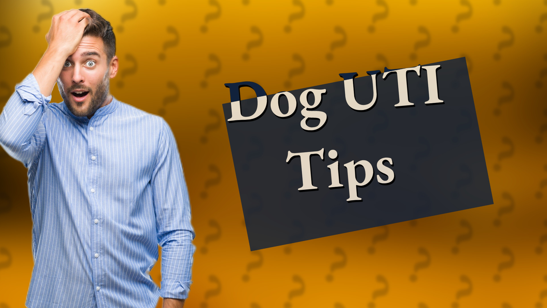 Dog UTI Tips