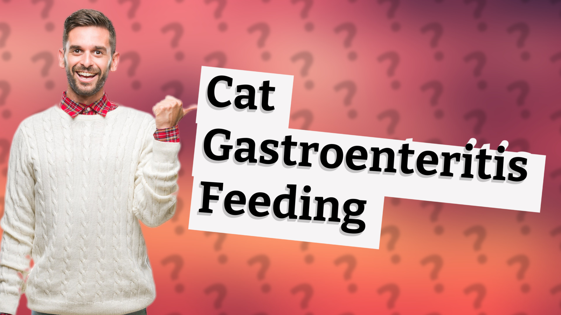 Cat Gastroenteritis Feeding