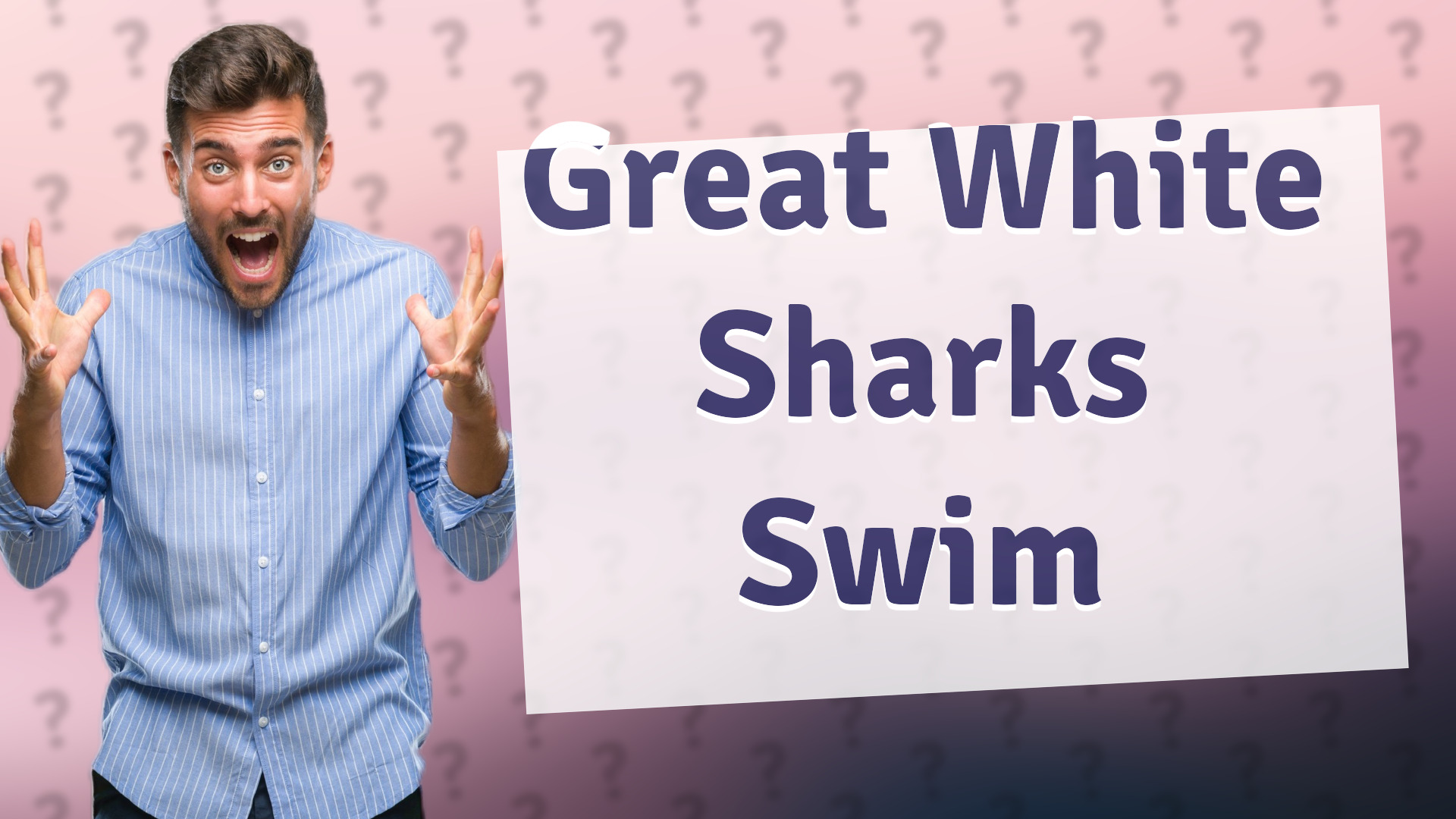 Great White Sharks Swim