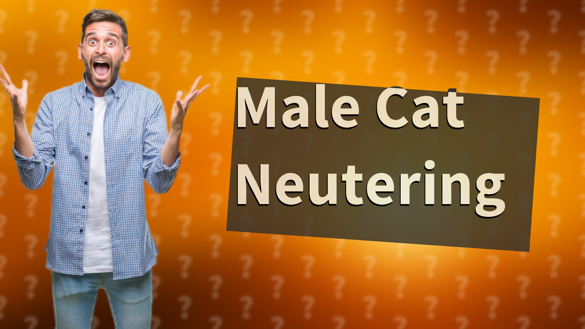 Male Cat Neutering