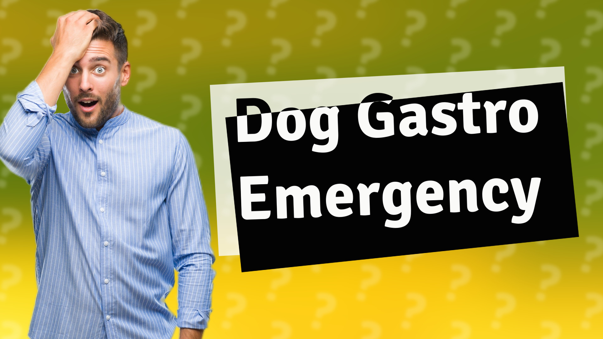 Dog Gastro Emergency