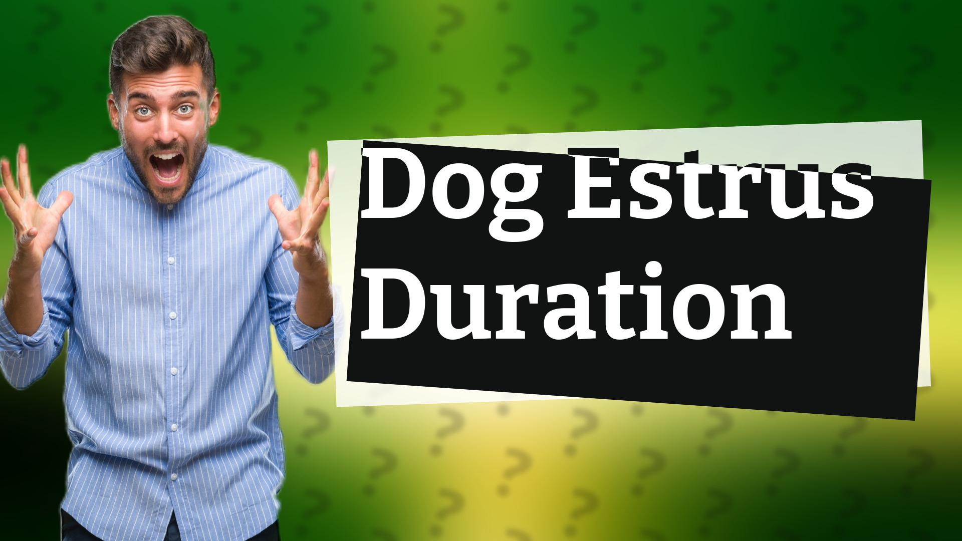 Dog Estrus Duration
