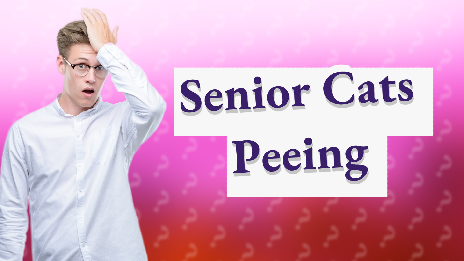 Senior Cats Peeing
