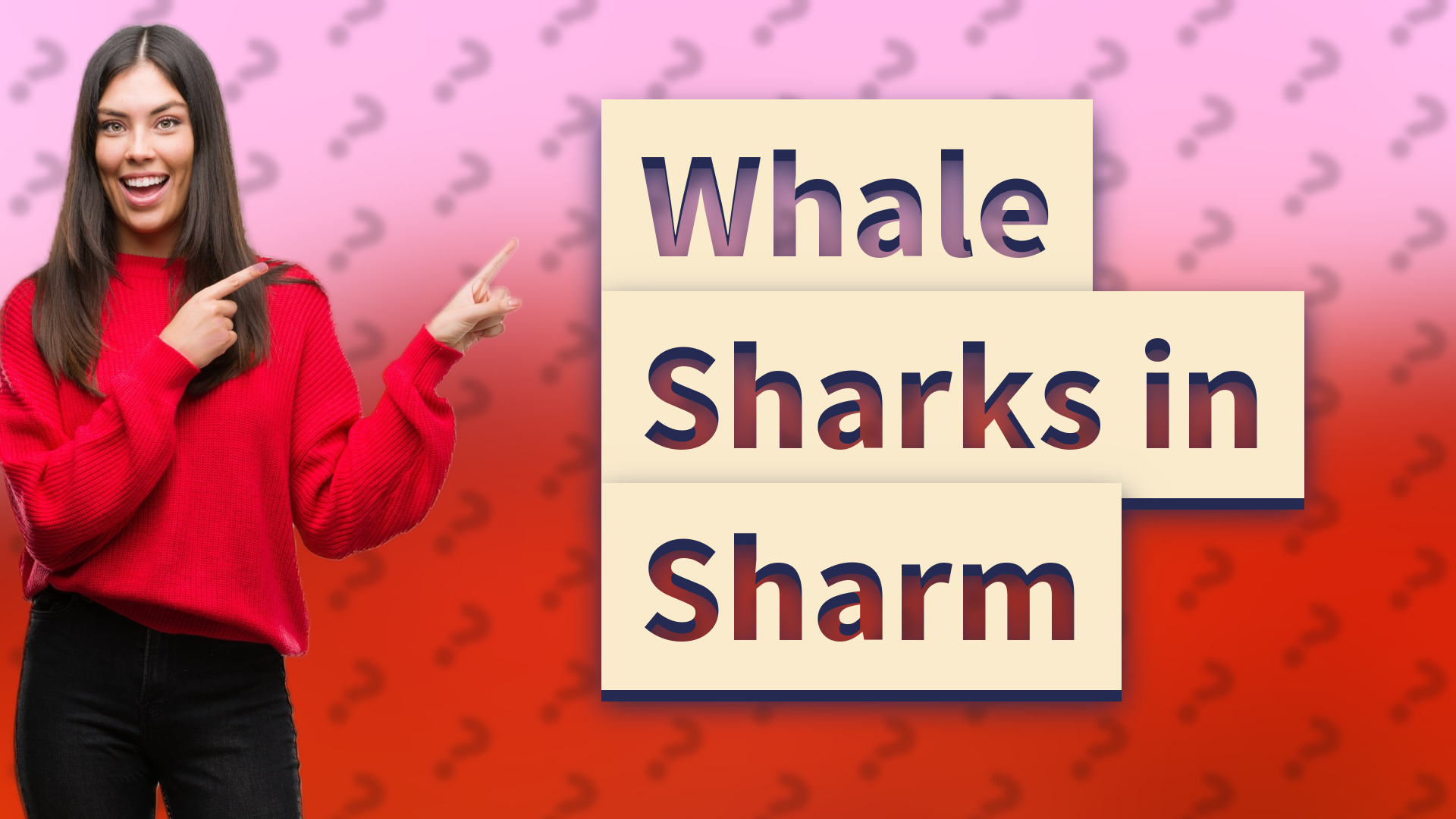 Whale Sharks in Sharm