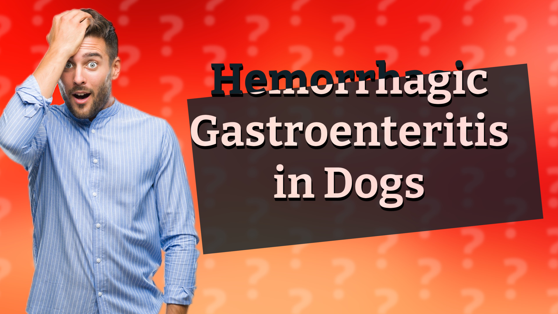Hemorrhagic Gastroenteritis in Dogs