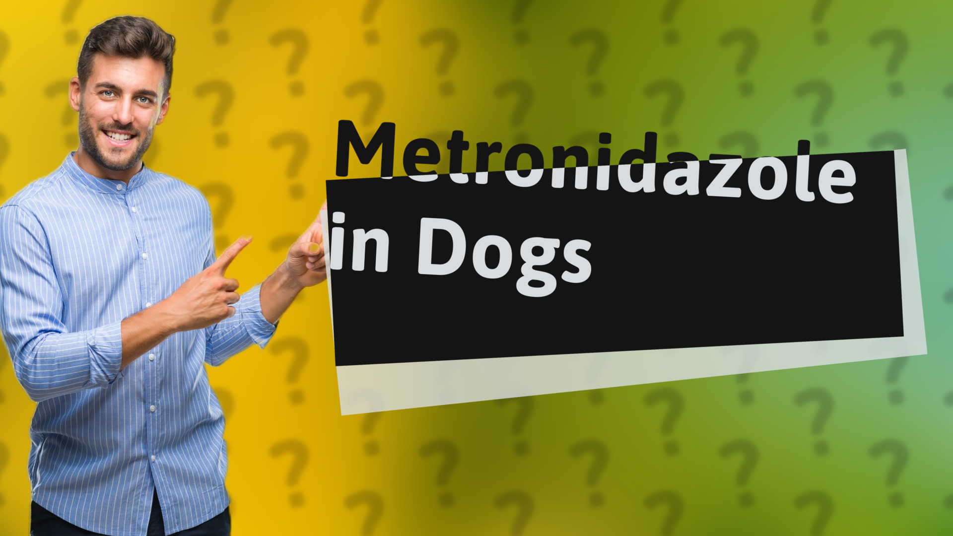 Metronidazole in Dogs
