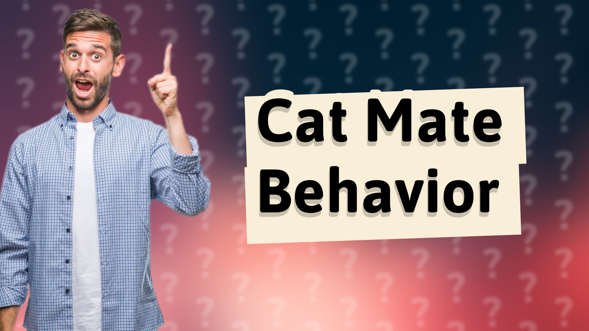 Cat Mate Behavior