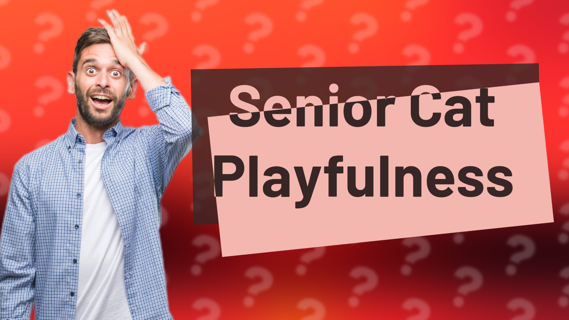 Senior Cat Playfulness