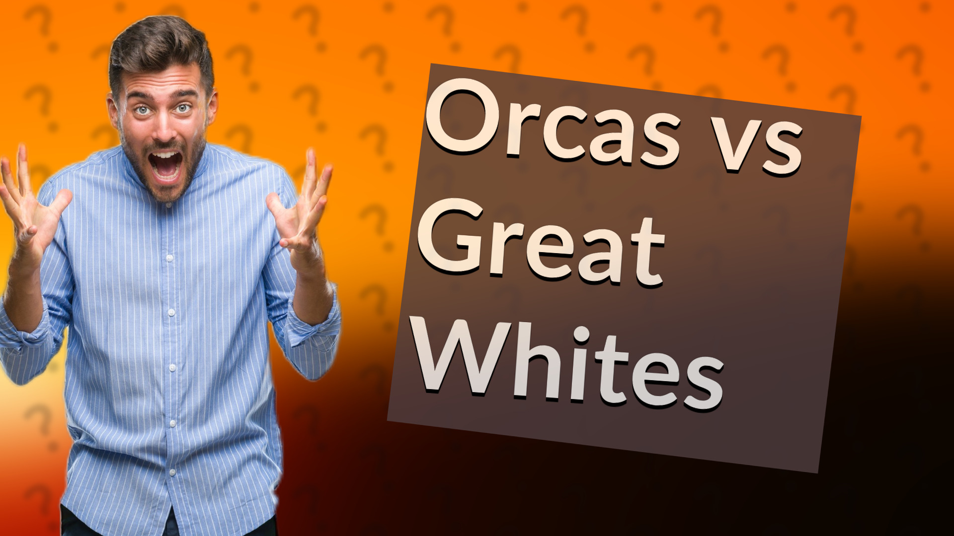 Orcas vs Great Whites
