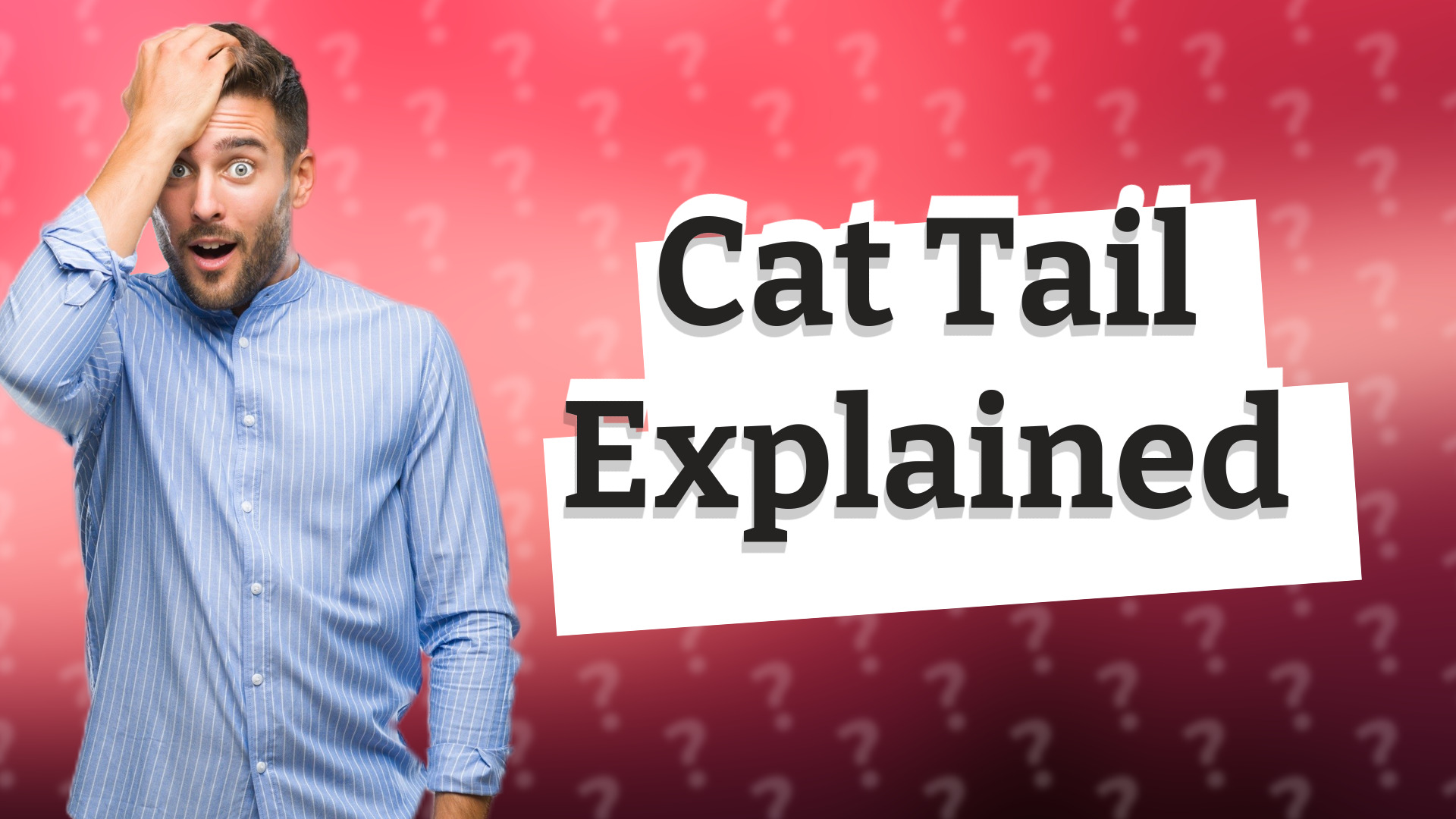 Cat Tail Explained