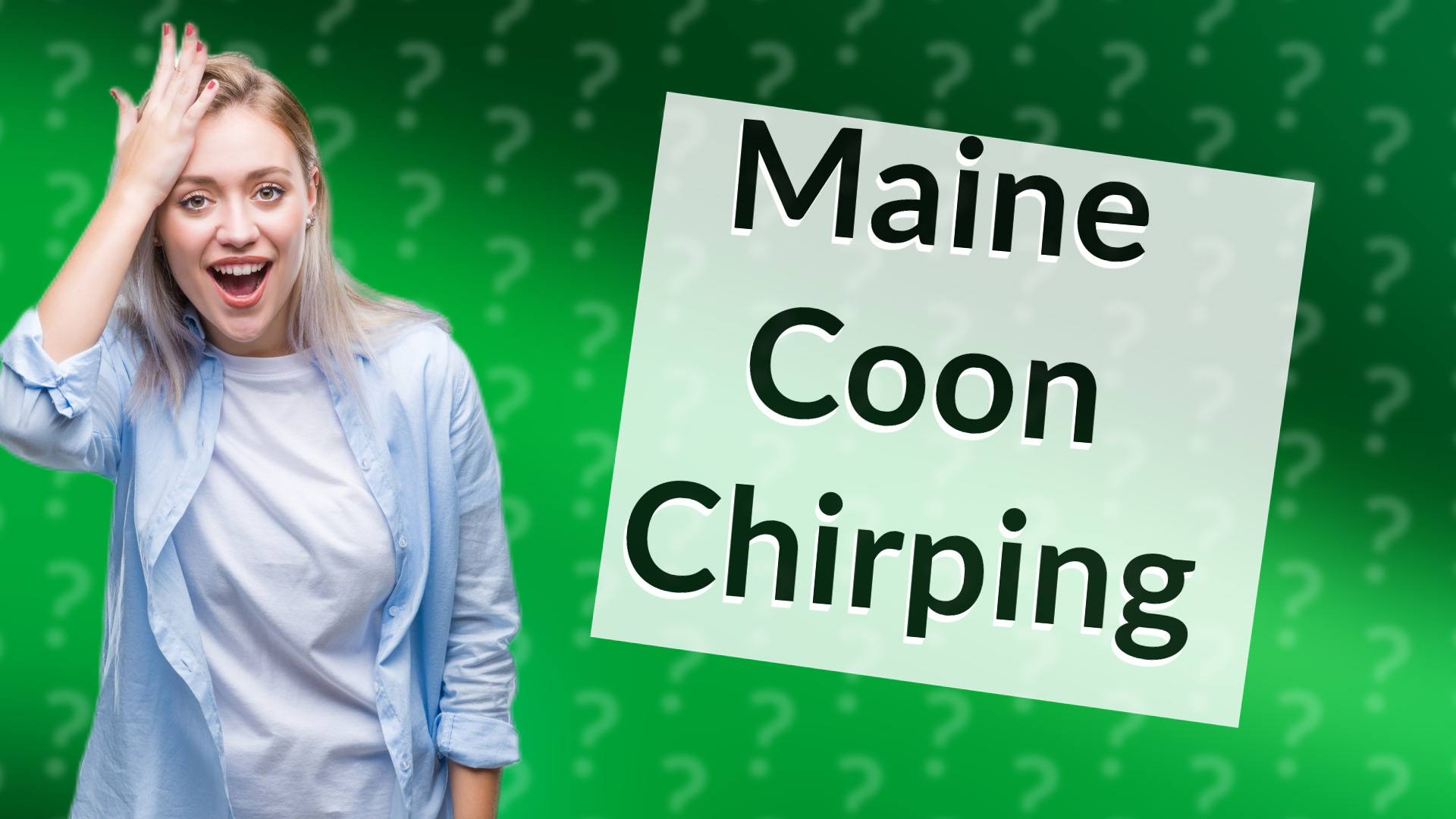 Maine Coon Chirping
