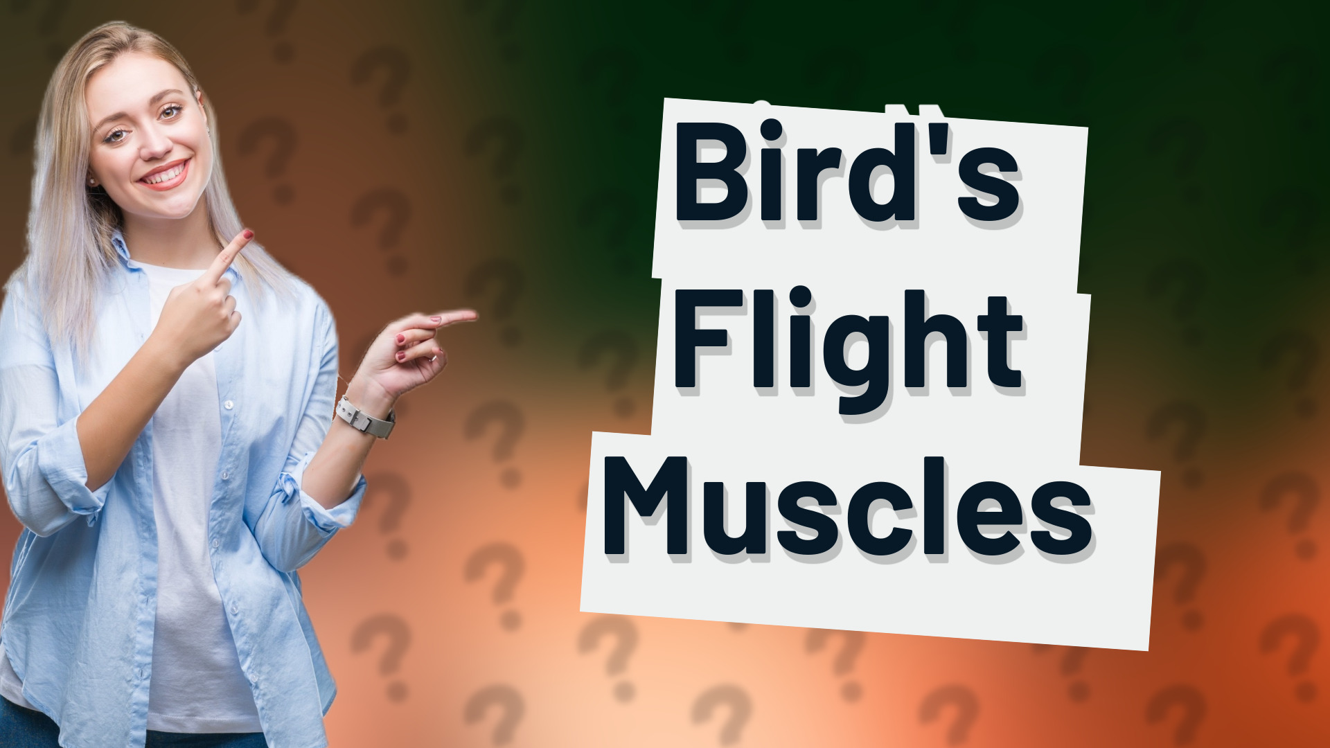 Bird's Flight Muscles