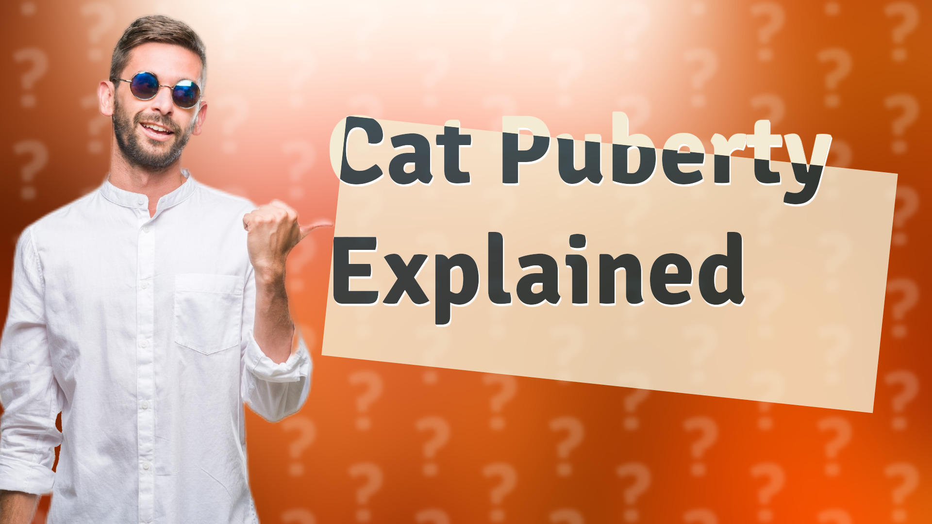 Cat Puberty Explained