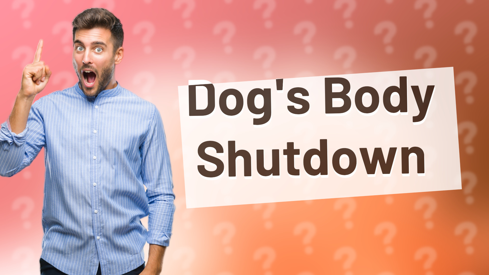 Dog's Body Shutdown