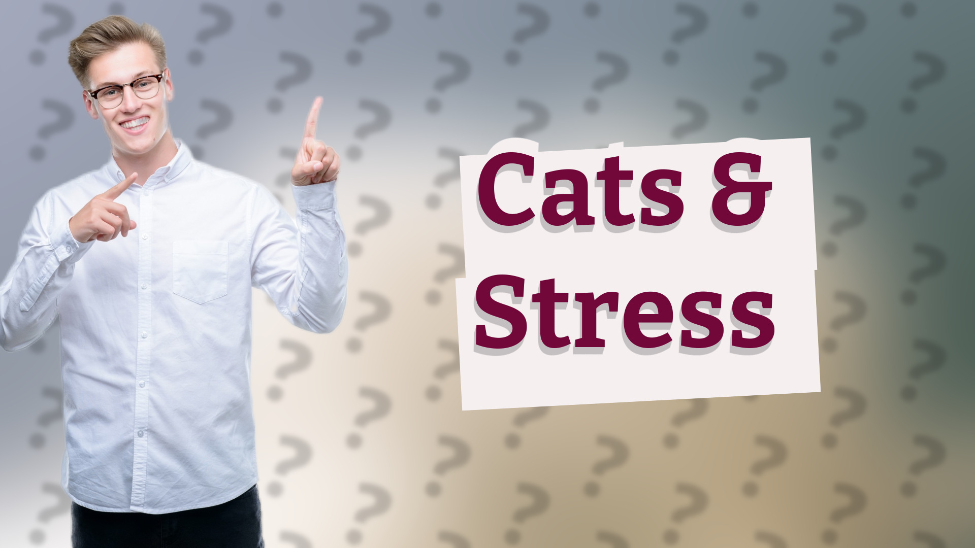 Cats & Stress