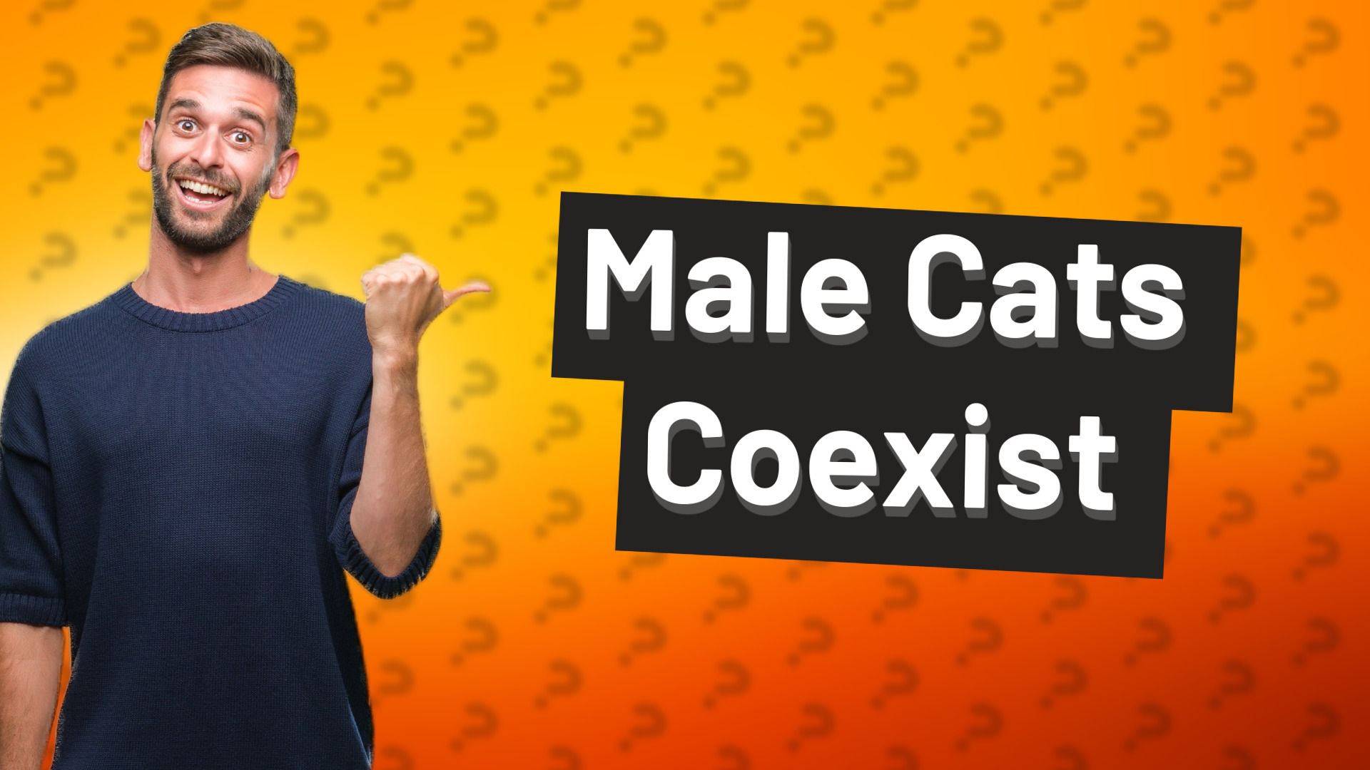 Male Cats Coexist