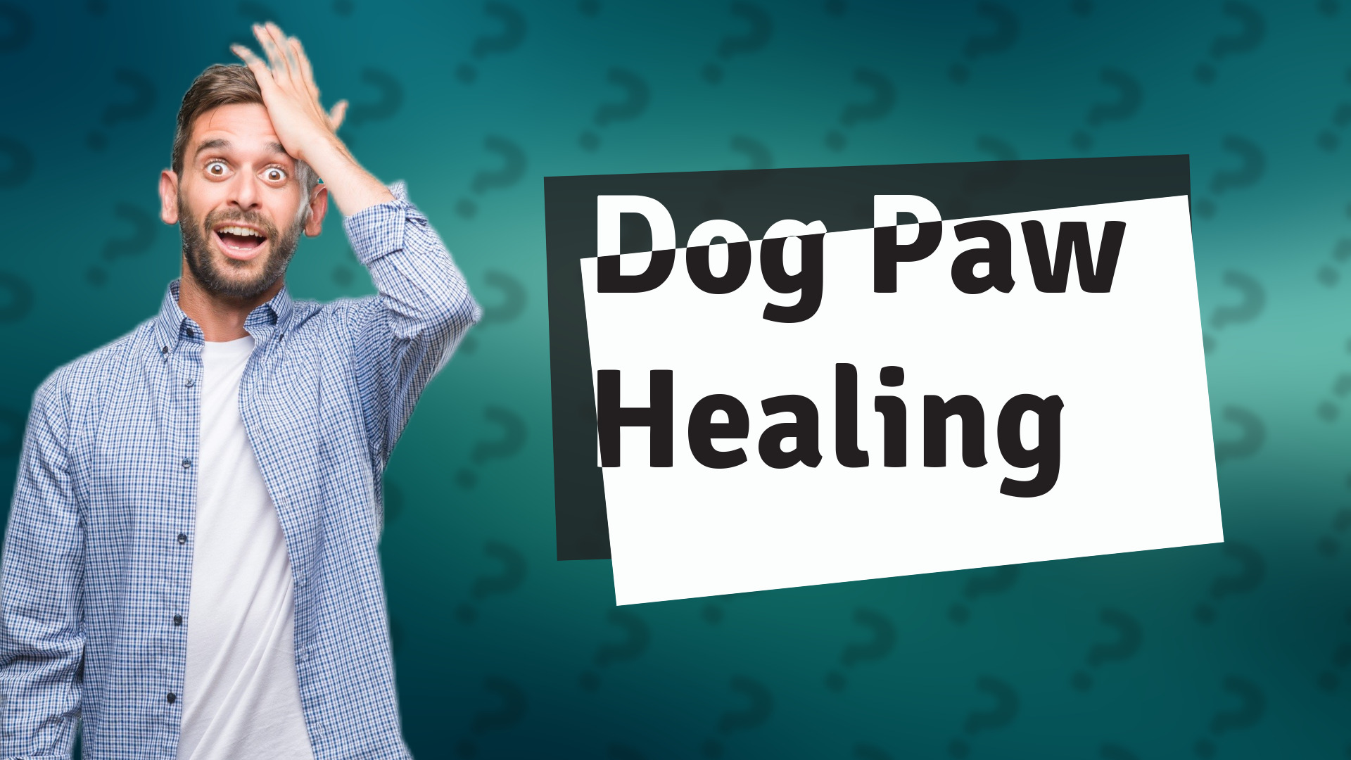 Dog Paw Healing