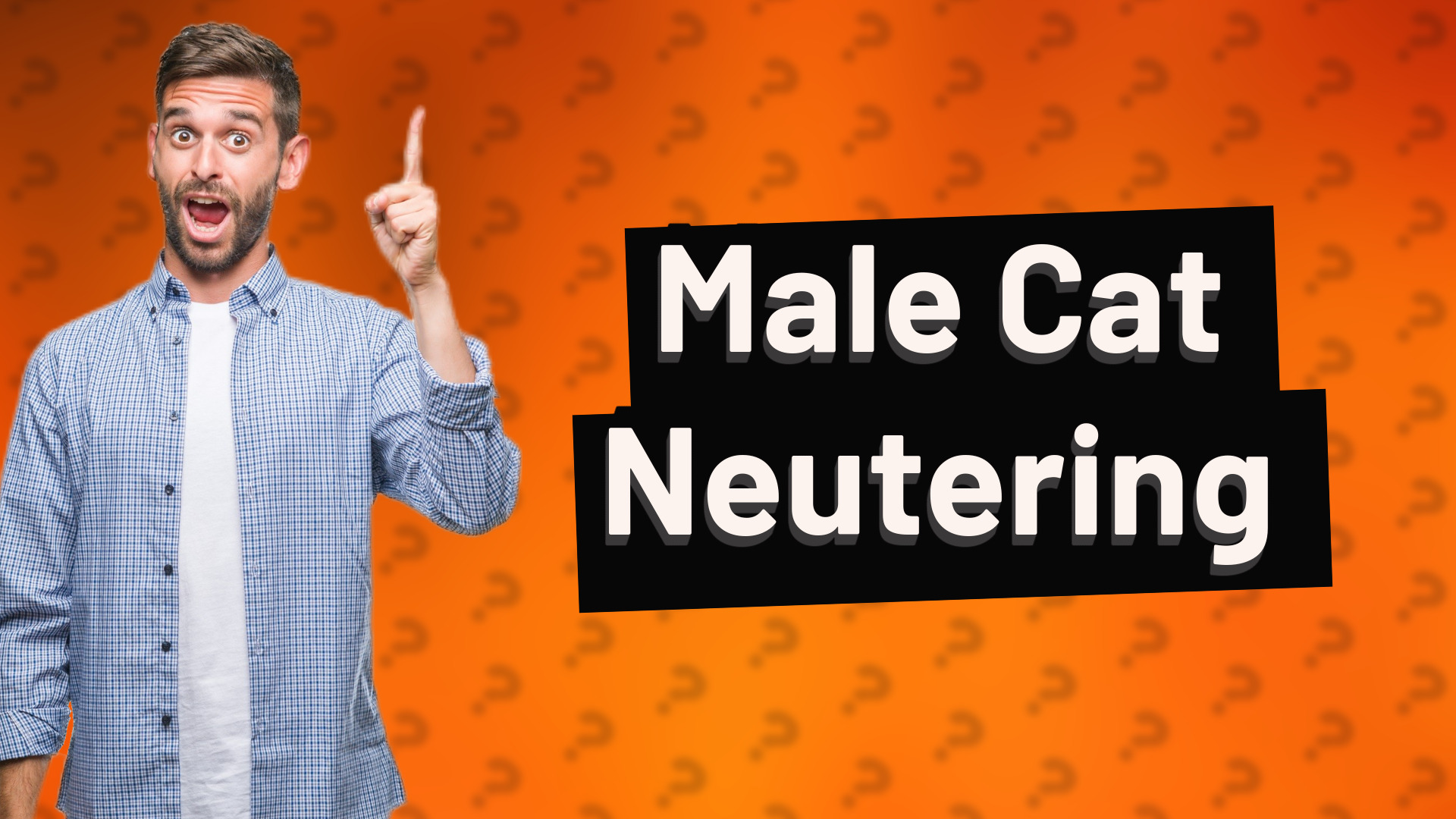 Male Cat Neutering