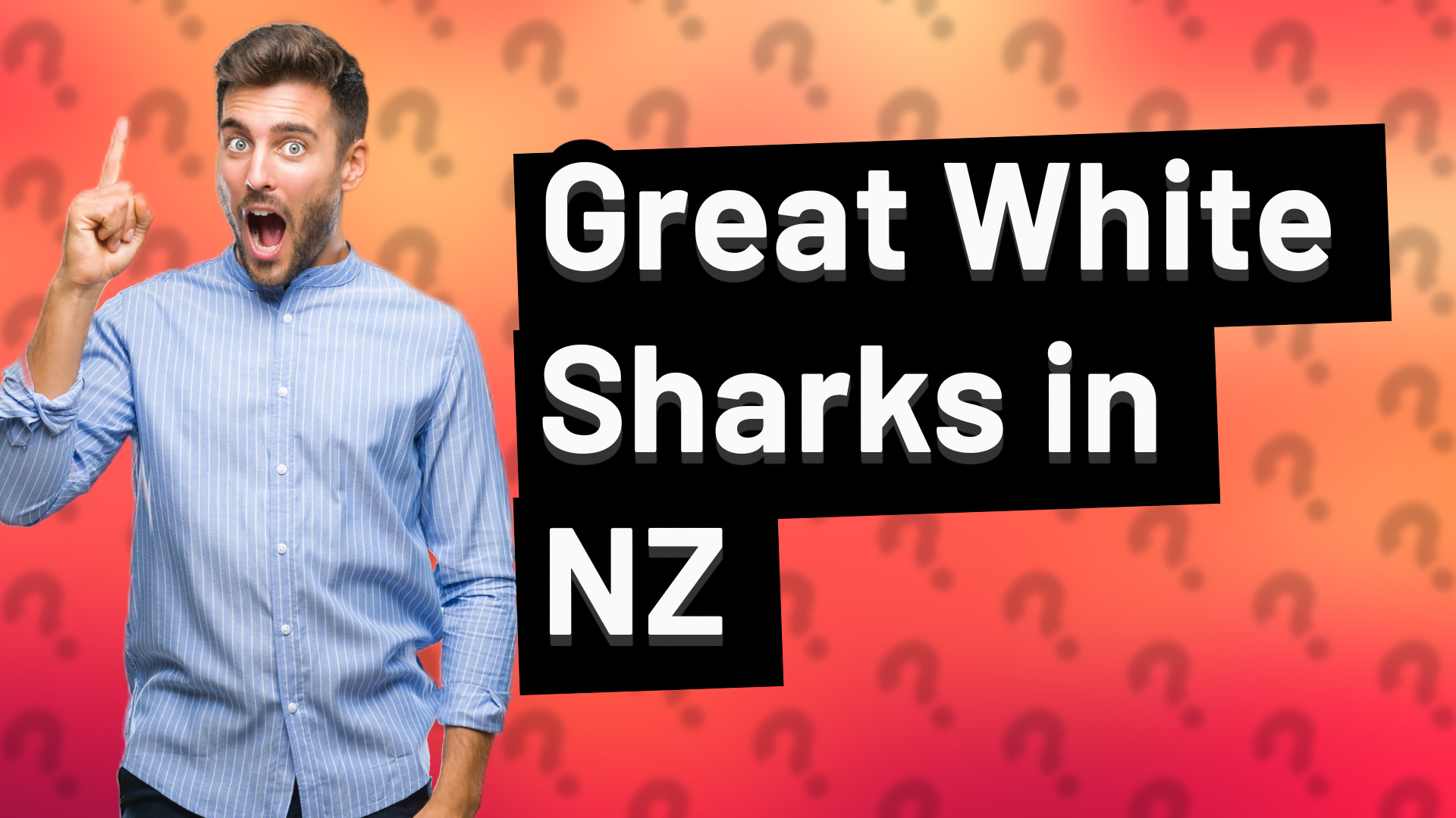 Great White Sharks in NZ