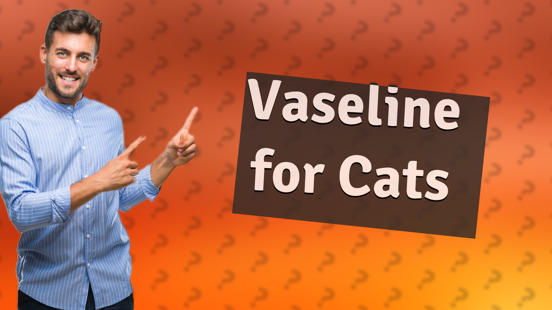 Vaseline for Cats