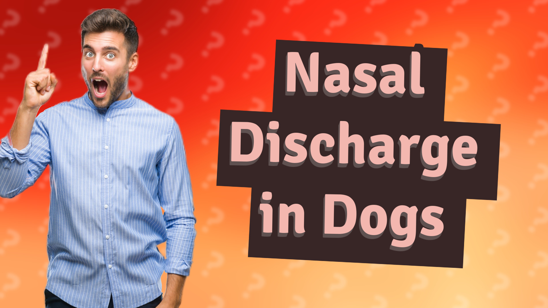Nasal Discharge in Dogs